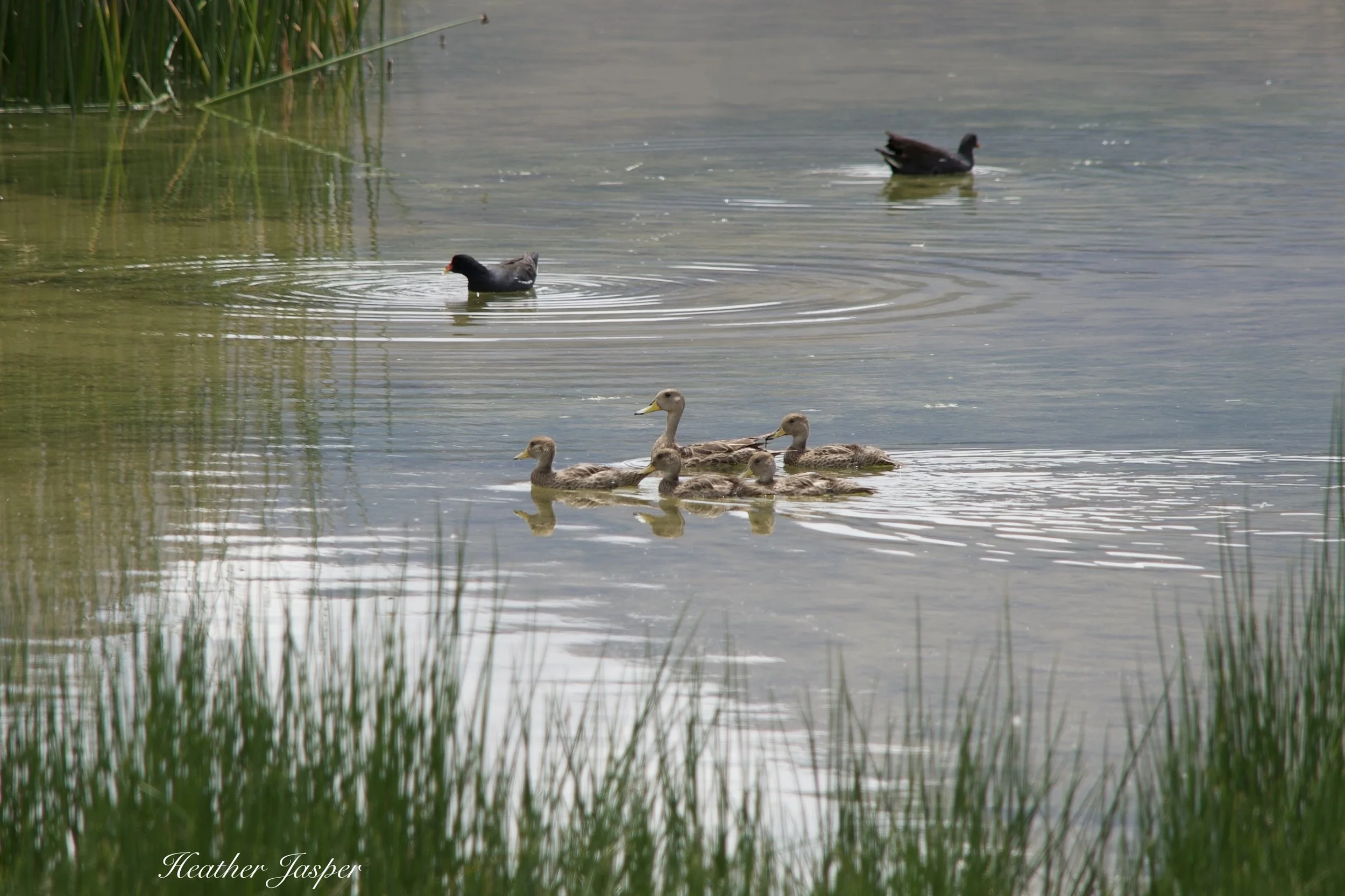 when to go birding in Peru