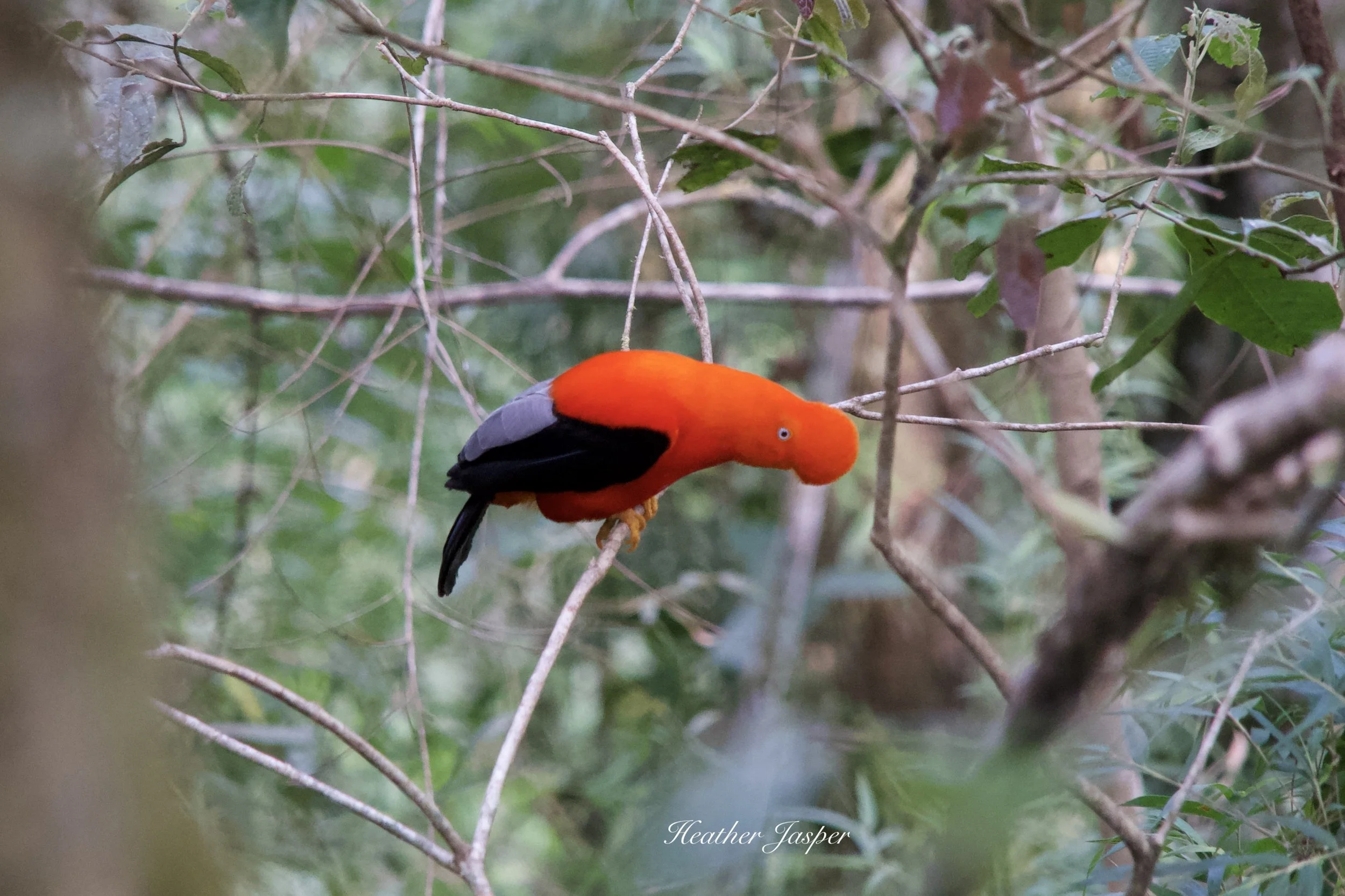 Gallito de las Rocas Tunqui Tunquimayo Lodge Quillabamba Peru