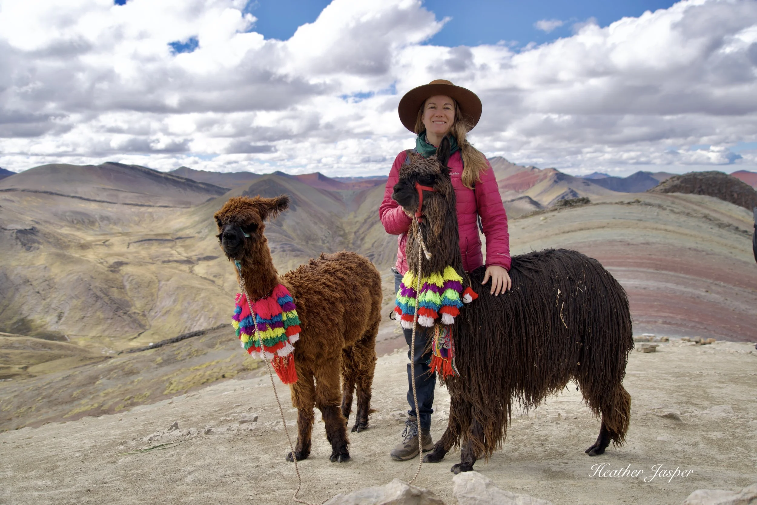 alpacas at Palccoyo rainbow mountain Peru