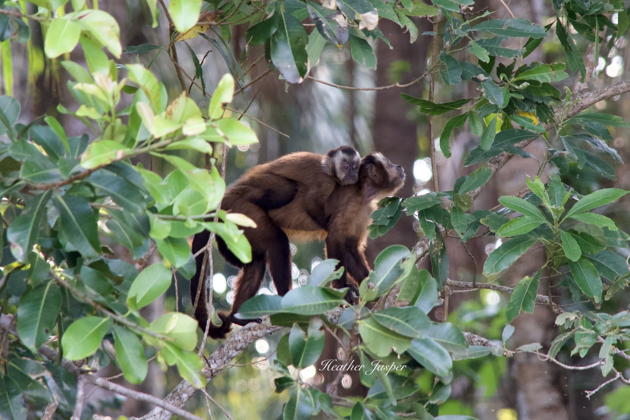 capuchin monkey Lago Sandoval Peru