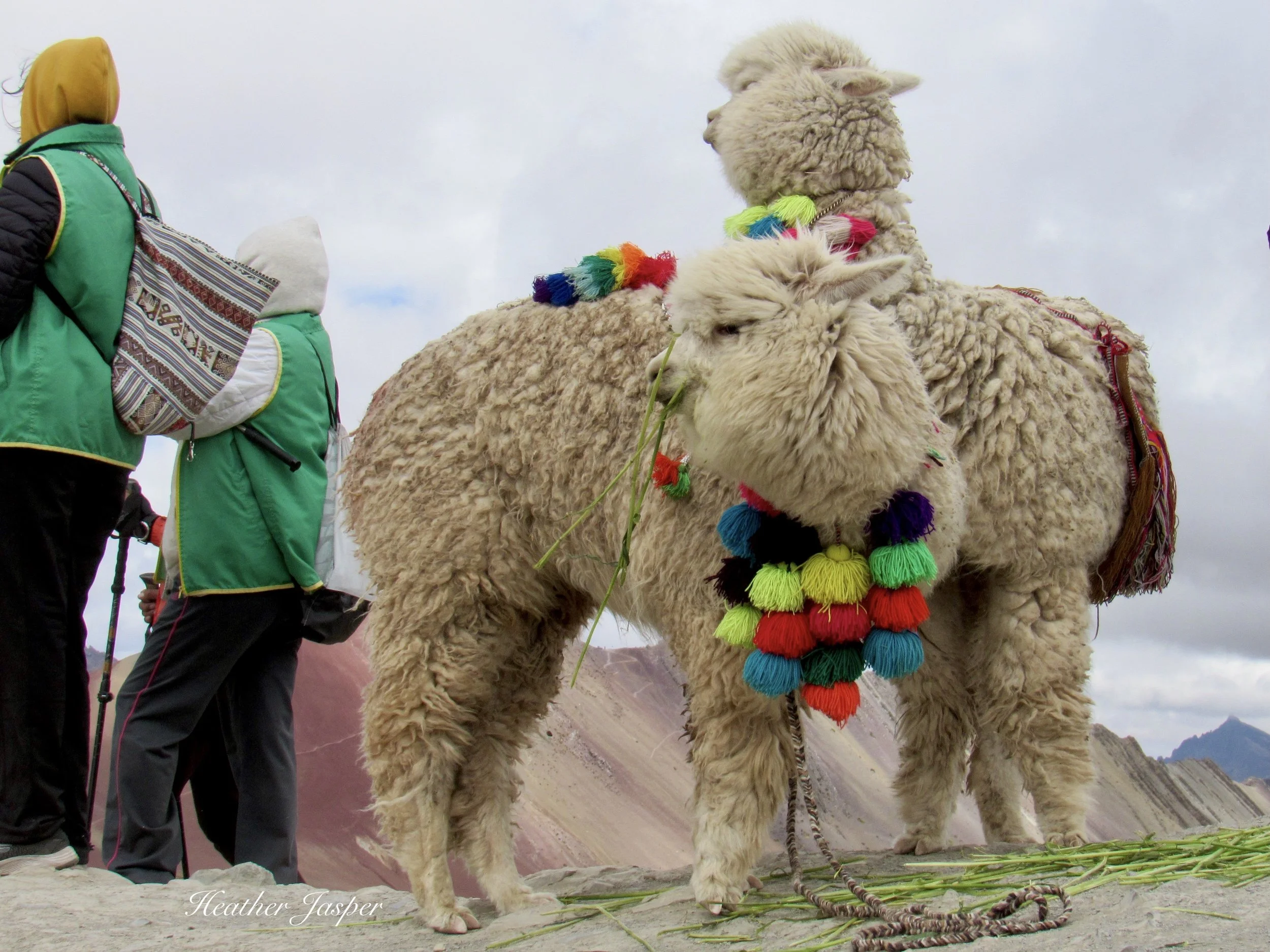 alpacas at Rainbow Mountain Cusco Peru