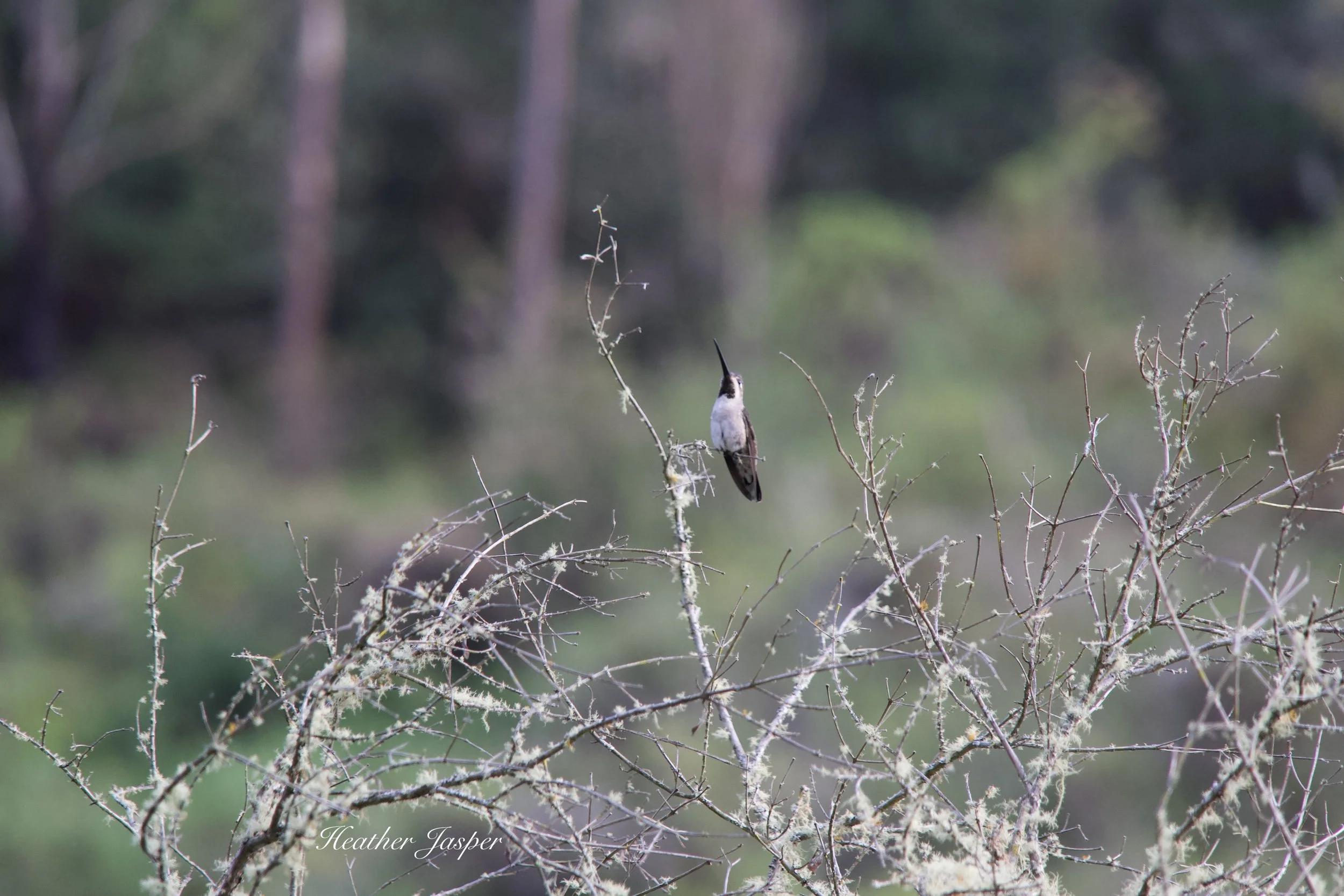 Long-billed Starthroat Cocachimba Amazonas Peru