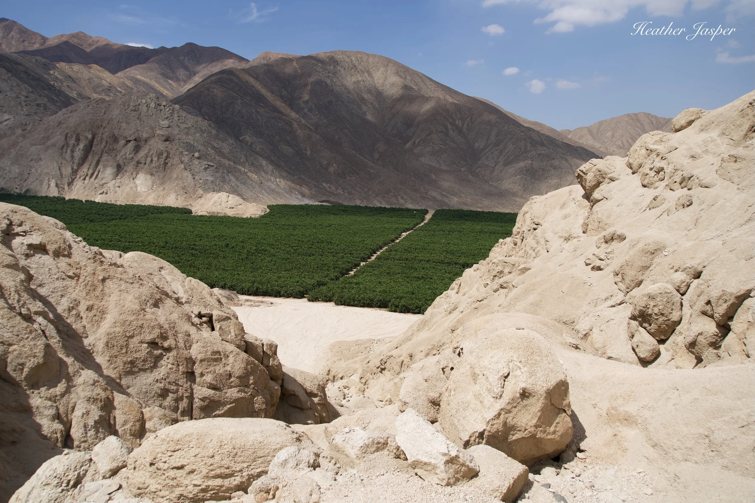 Trees at Empedrada Lodge Casa Andina Peru