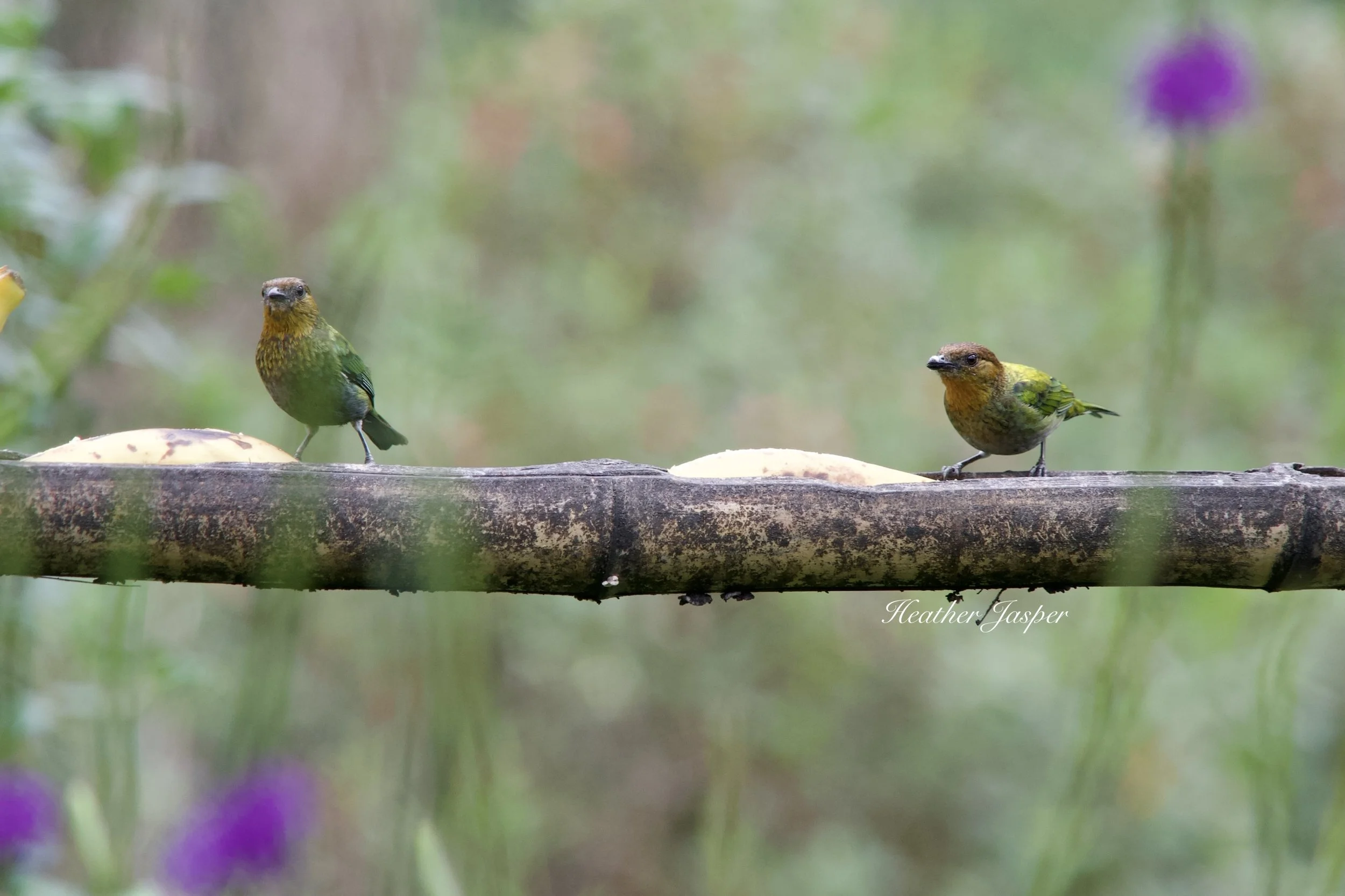 Silvery Tanager females at Marvelous Spatuletail Refuge Cocachimba Amazonas Peru