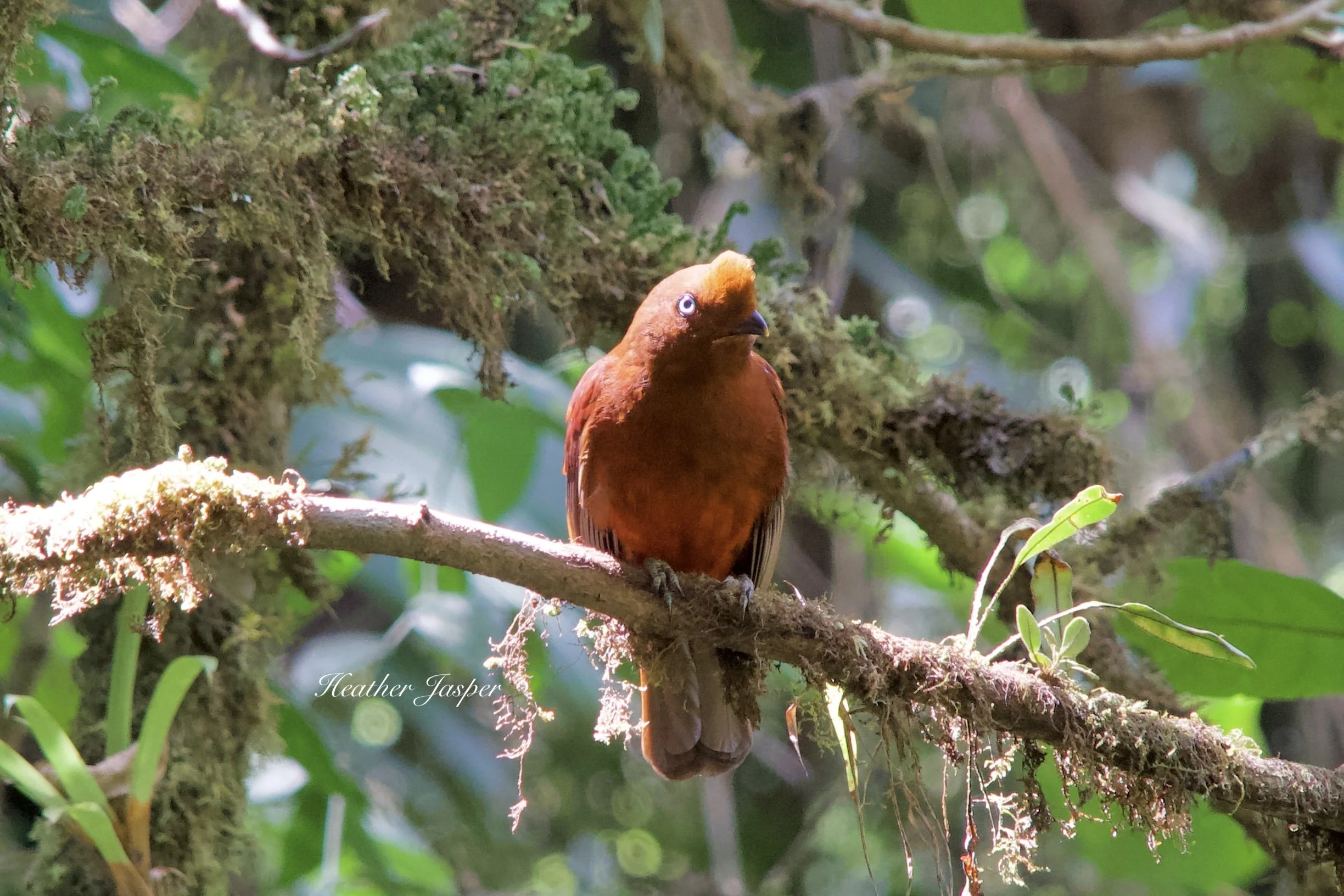 female Andean Cock of the Rock Tunquimayo Lodge Quillabamba Peru