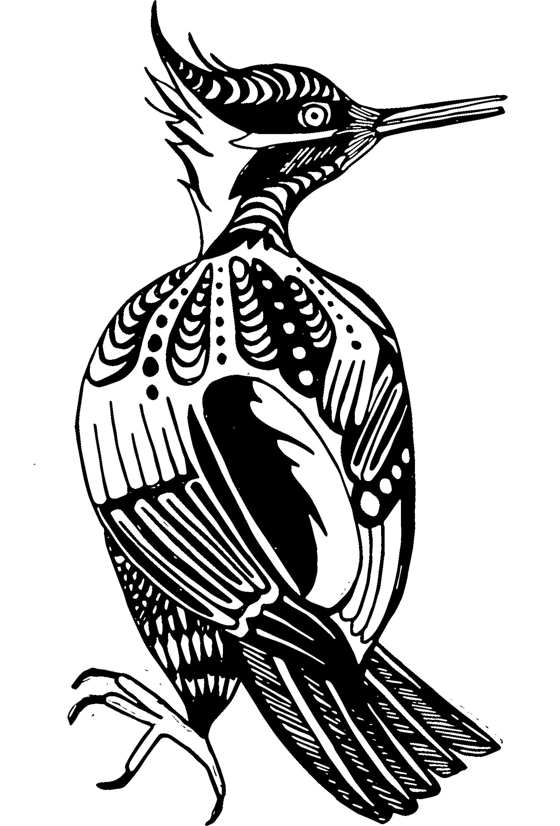 Carpintero Negro: my favorite symbol of Patagonia