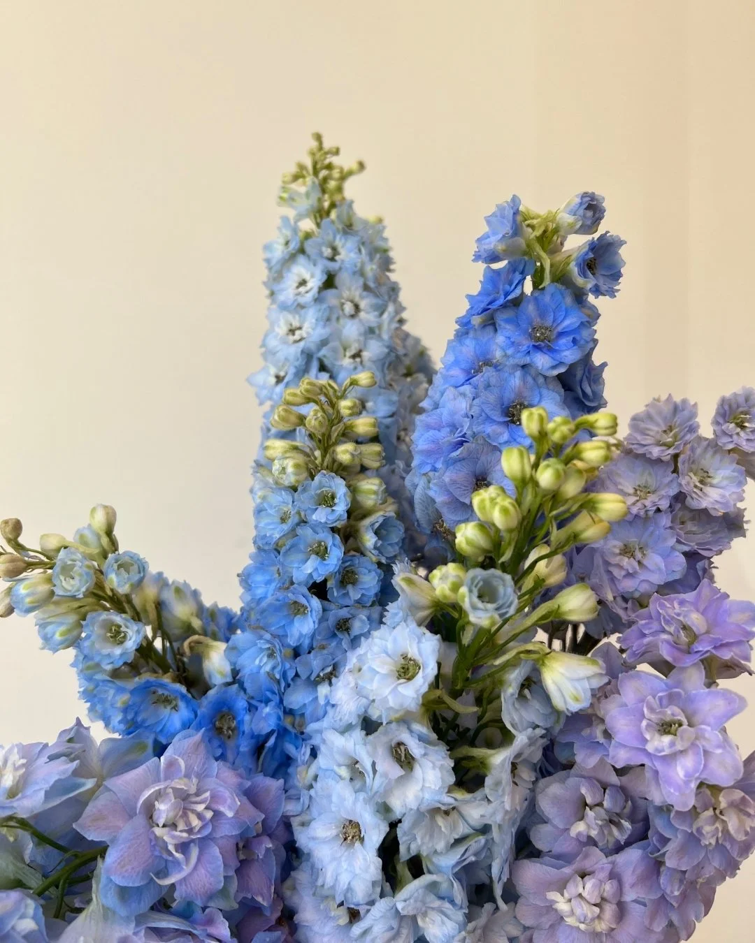 If cotton candy were a flower it would be these delphiniums from @floragefarms 🍭🍬🍭🍬