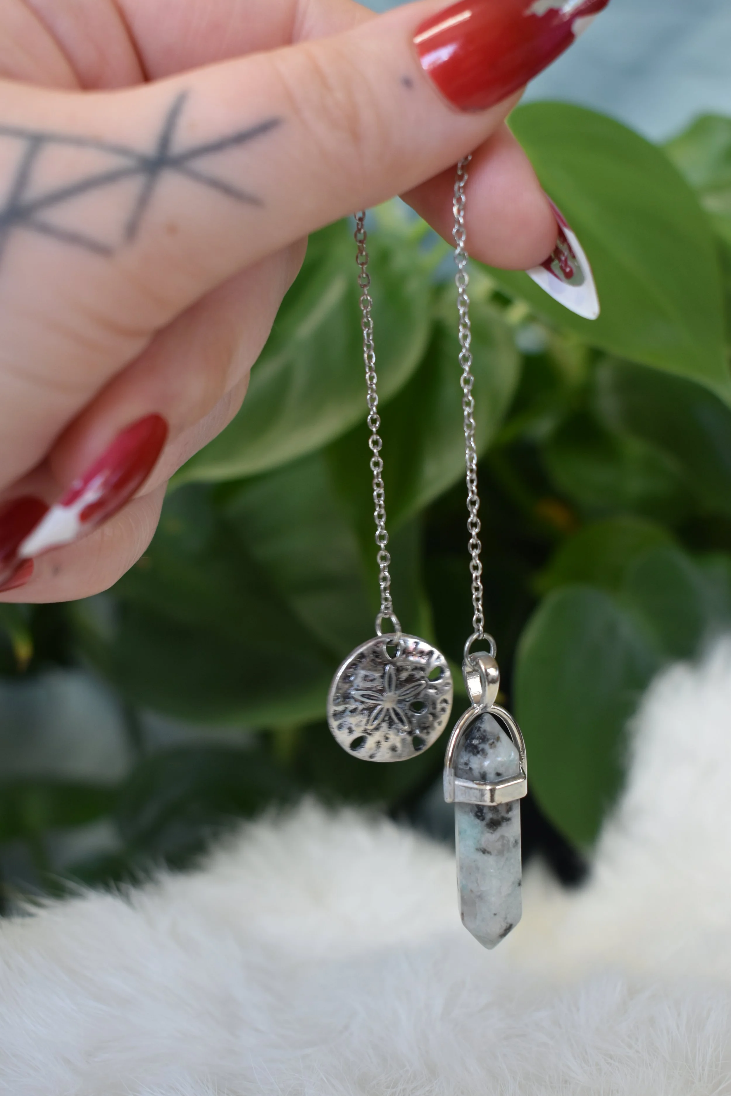 Kiwi stone and sand dollar