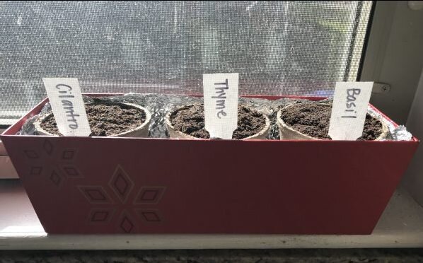 Above is the beginning of my 3rd attempt at a home herb garden. For this spring, I chose to use a pre-packaged indoor herb growing kit in hopes the herbs would grow better this year.