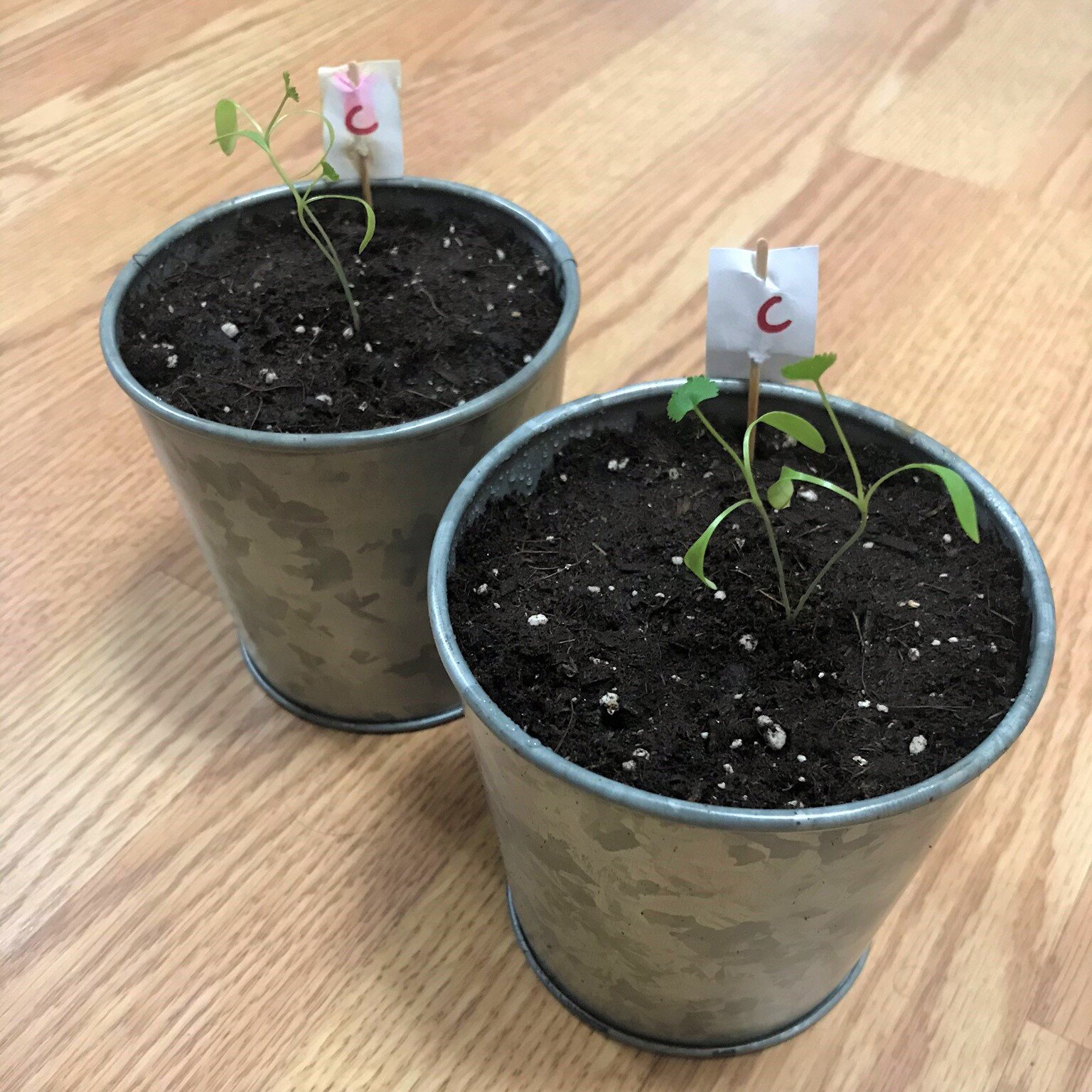 The cilantro seeds I planted last year took off quickly! I transplanted them into these metal containers by slightly opening the cardboard bottom and gently setting the seedling directly into the soil still in the toilet paper roll.