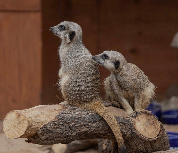 Have you visited Maldon Zoo? ⁣

On selected dates throughout November and December Maldon Zoo have a fabulous festive theme with lights and reindeer and plenty of photo opportunities.

Visit their website for more information.