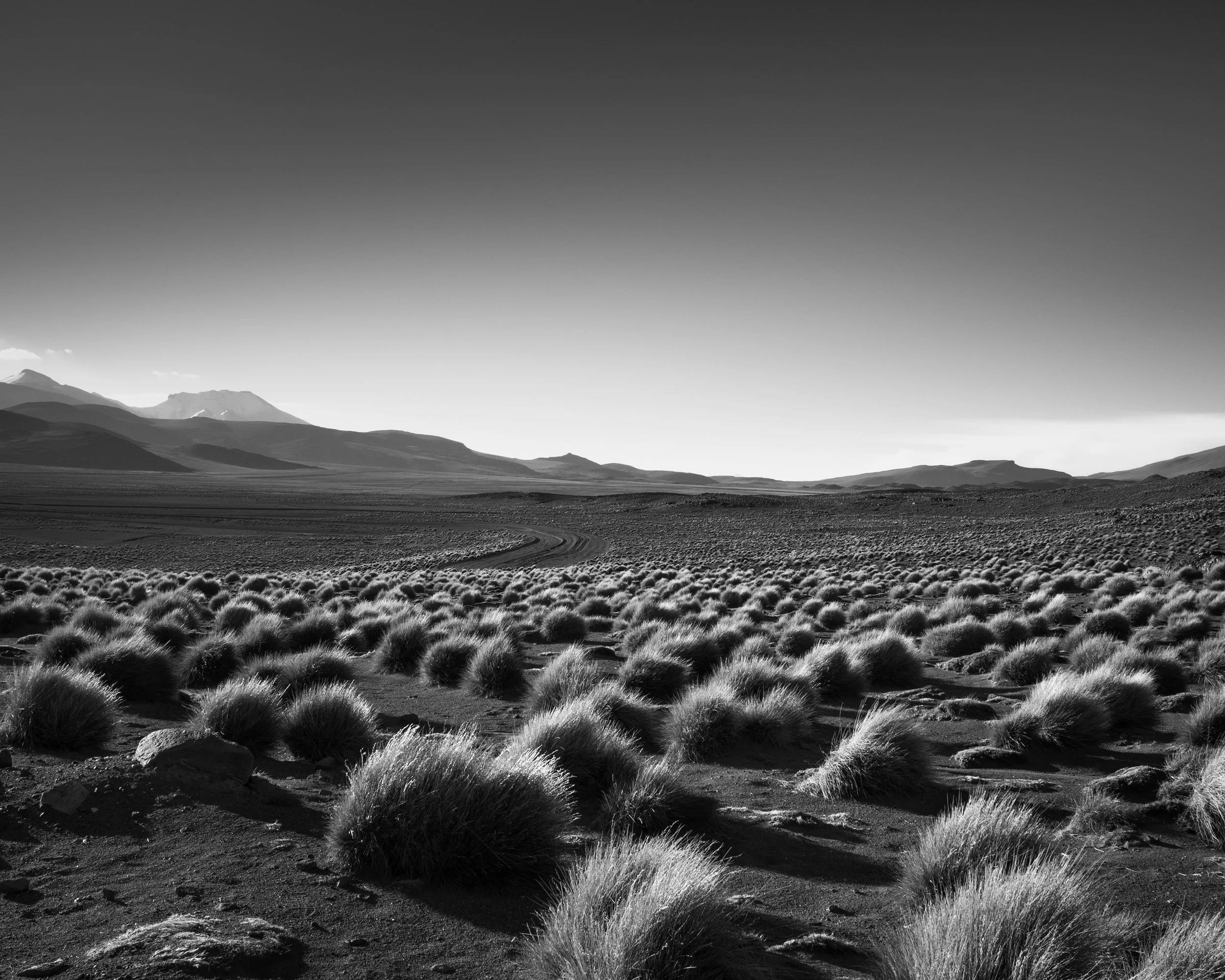 Bolivia furry bushes.jpg