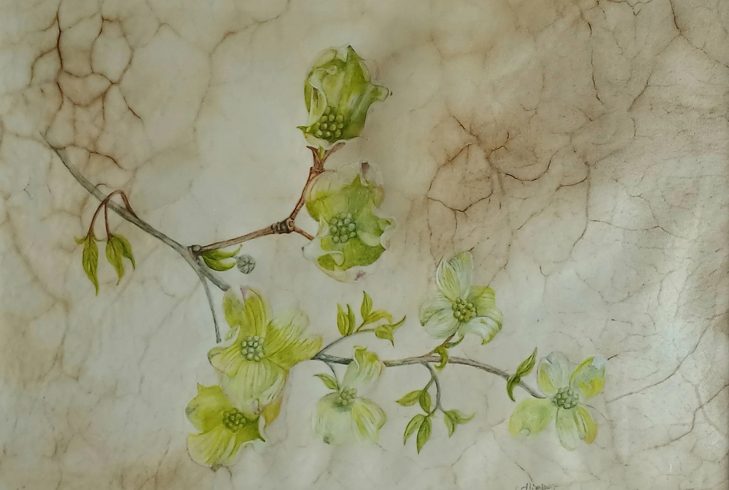 Dogwood Branch | Watercolor, Gouache on Natural Vellum | 13 x 16.5 | 1350.