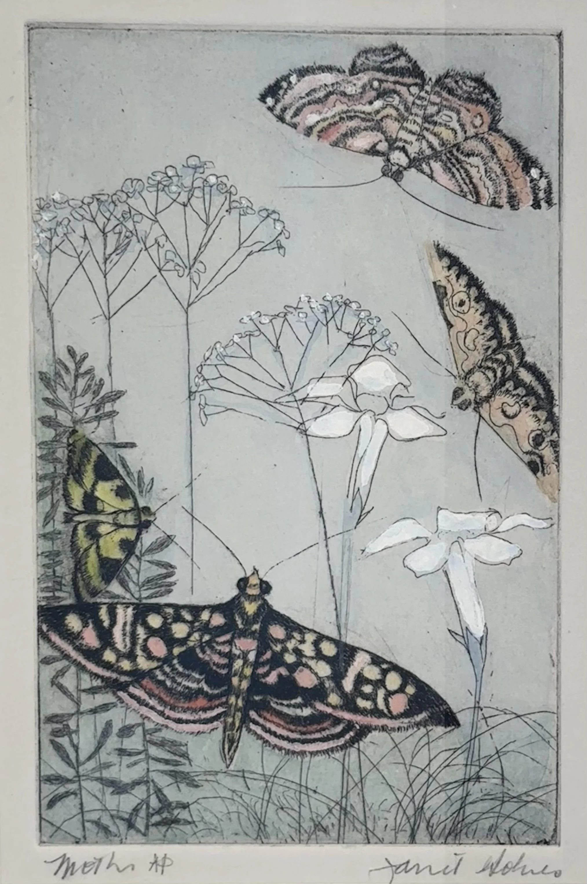 Moths | Hand Colored Etching | 9.5 x 7.5 | 385.