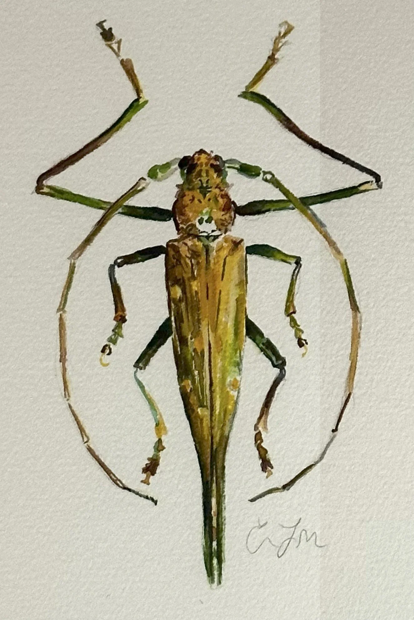 Violin Beetle | Watercolor | 15 x 12 | 275.