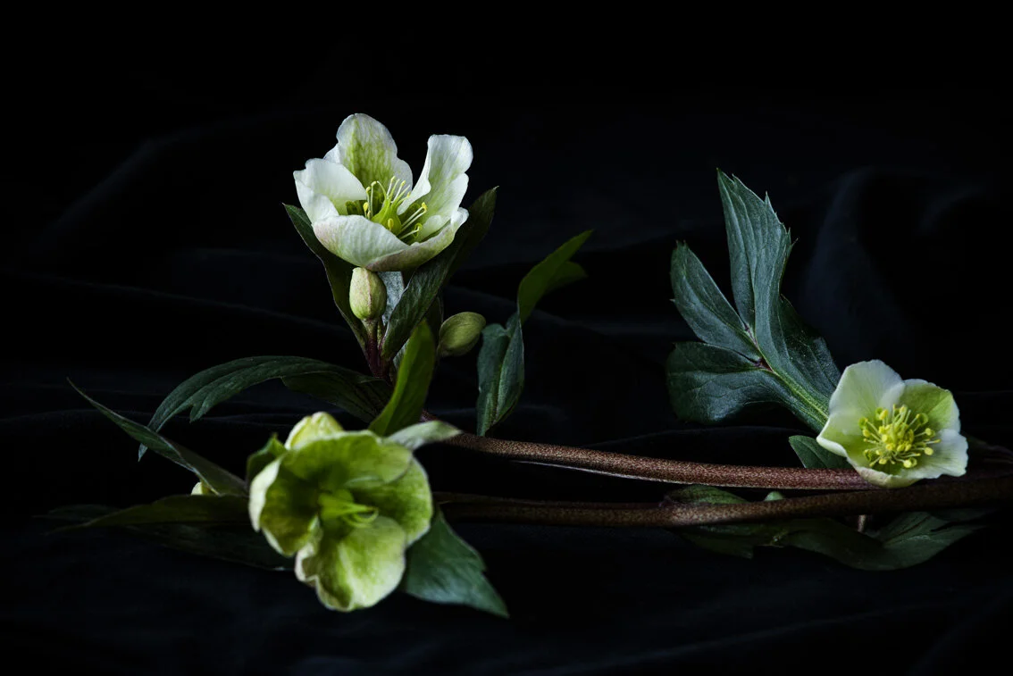 HB - Chemical warfare.jpg