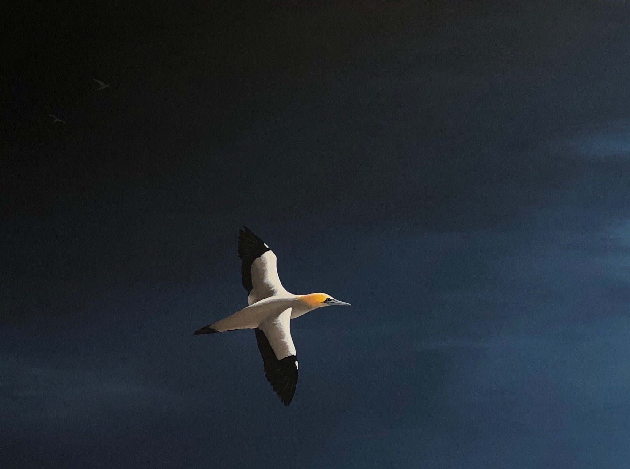 PB - Soaring Skies.jpeg