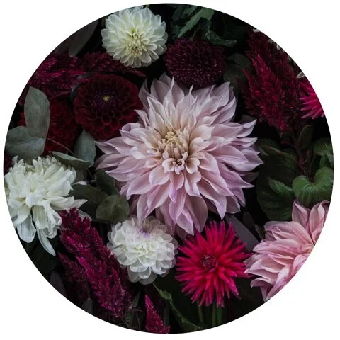 HB - DARK DAHLIA.jpg