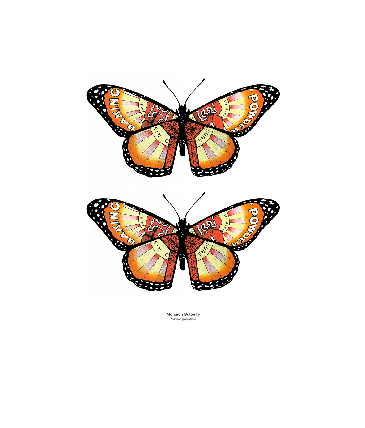 Double Monarch Butterfly.jpg