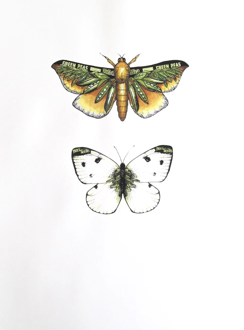 PB - Puriri moth and White Butterfly.jpeg