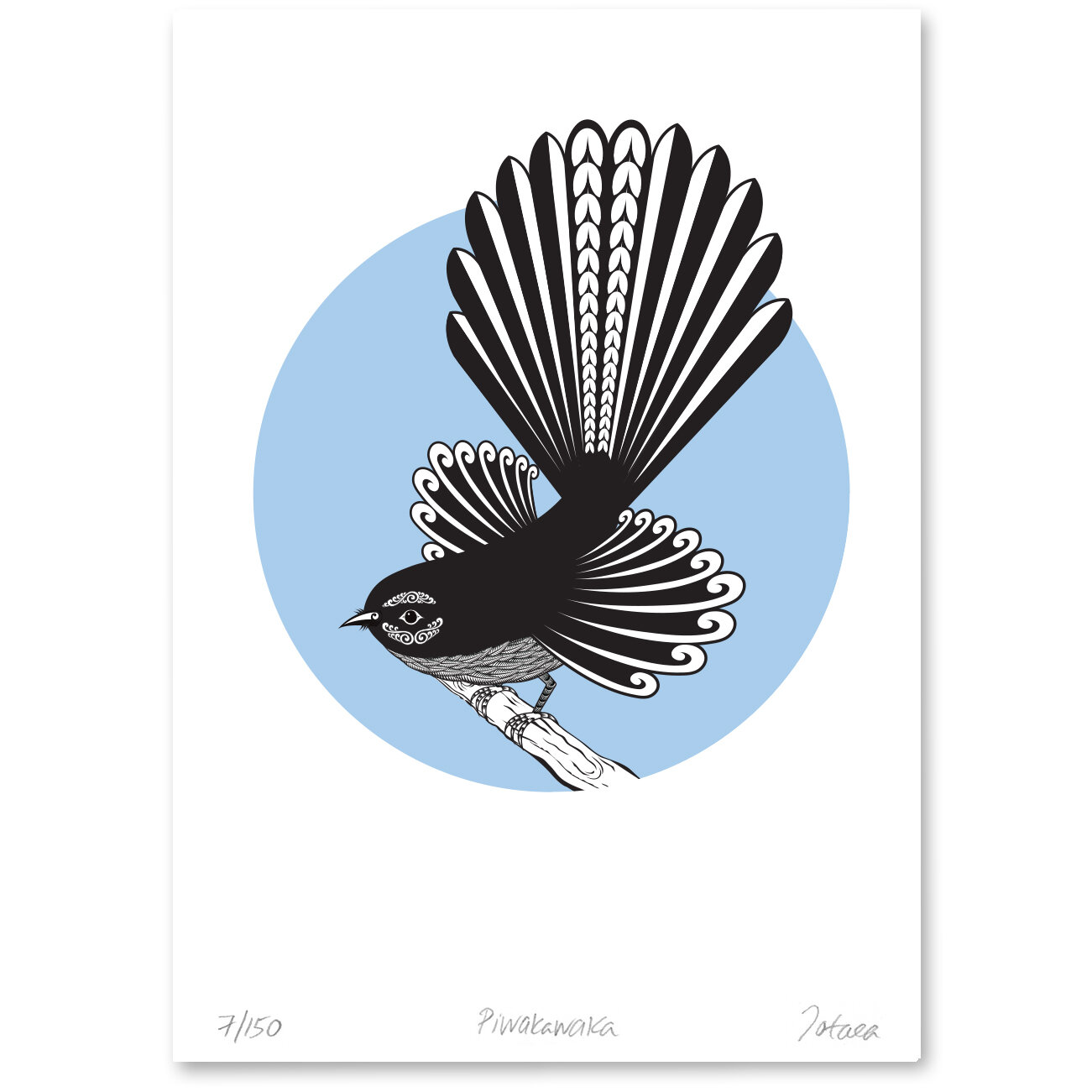 Fantail Blue.jpg