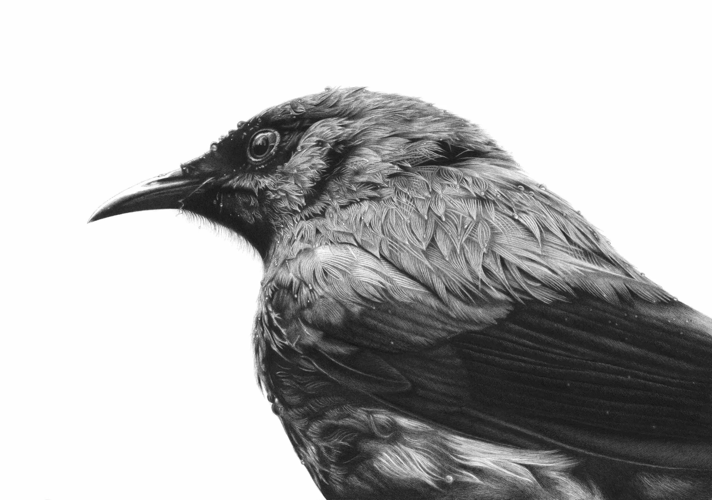 Bathing Bellbird.jpg