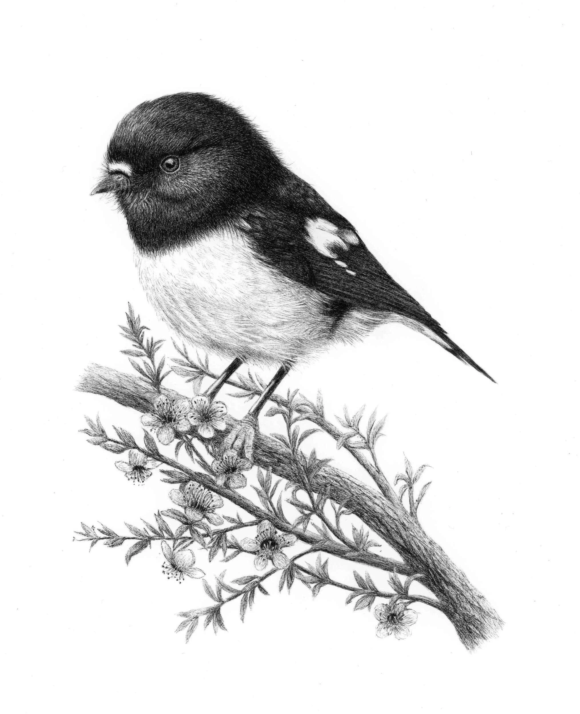 Tomtit Artwork Ngiruingiru and Manuka.jpg