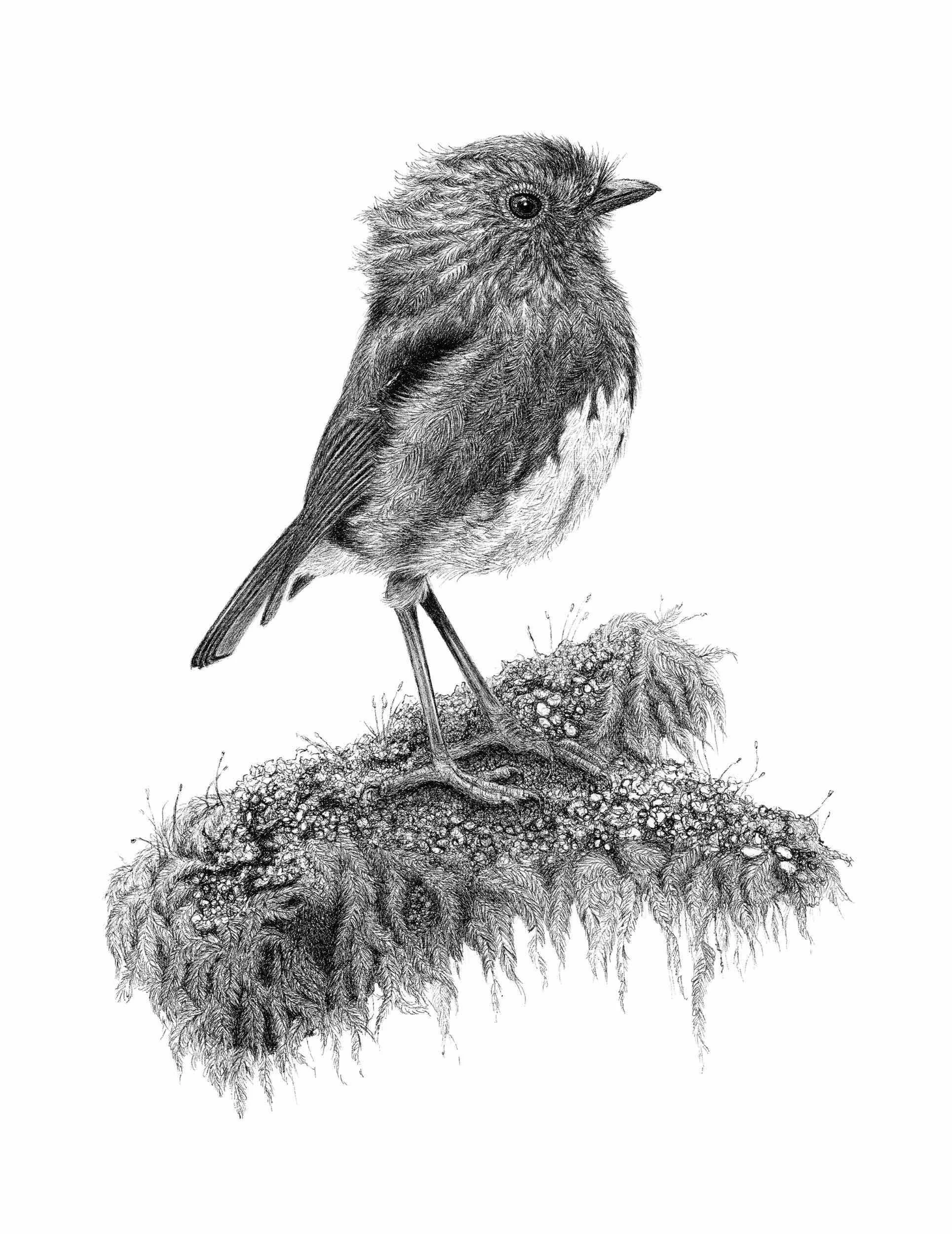 New Zealand Robin Toutouwai Artwork Little forest friend.jpg
