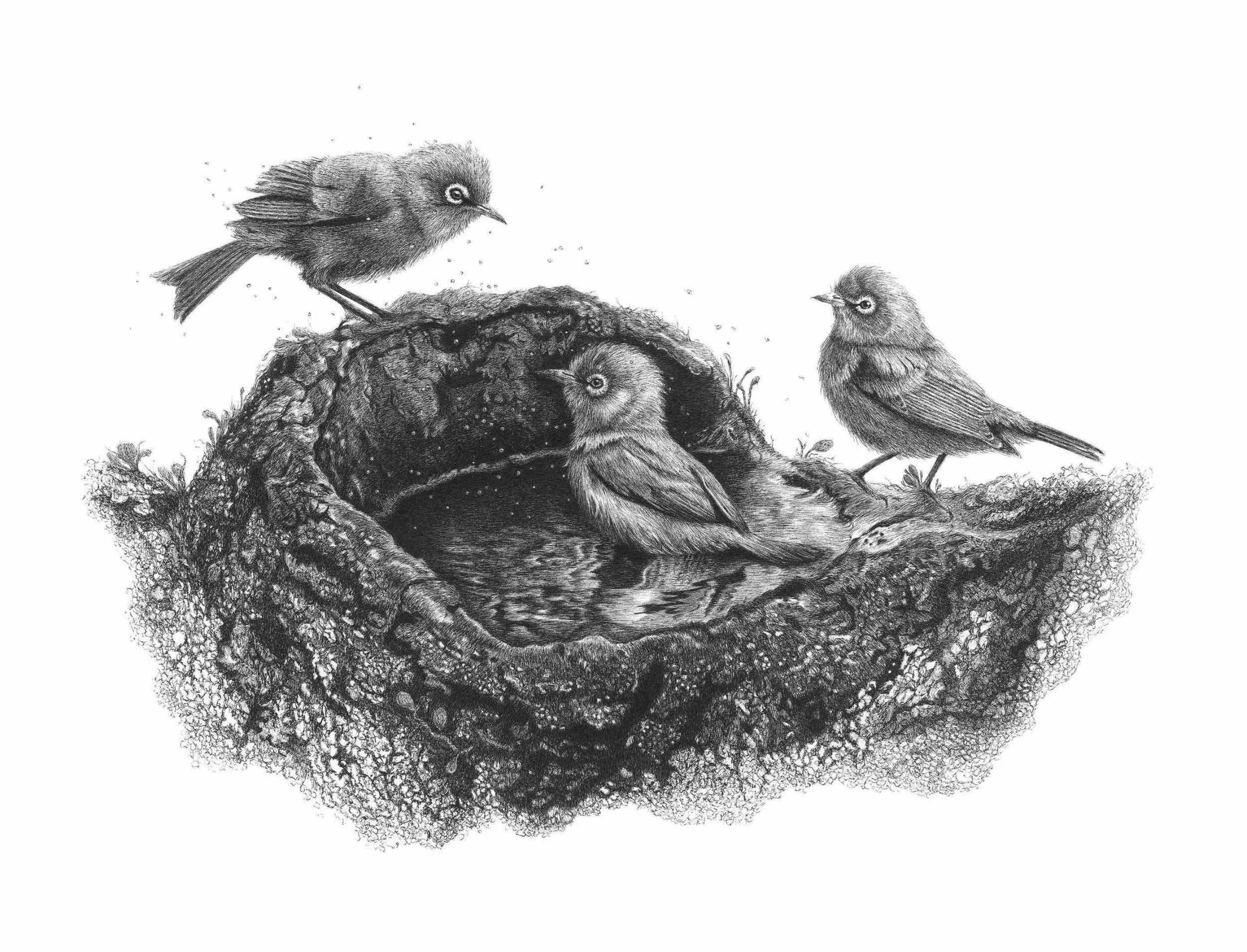 Tauhou Waxeye Artwork Life's little treasures.jpg