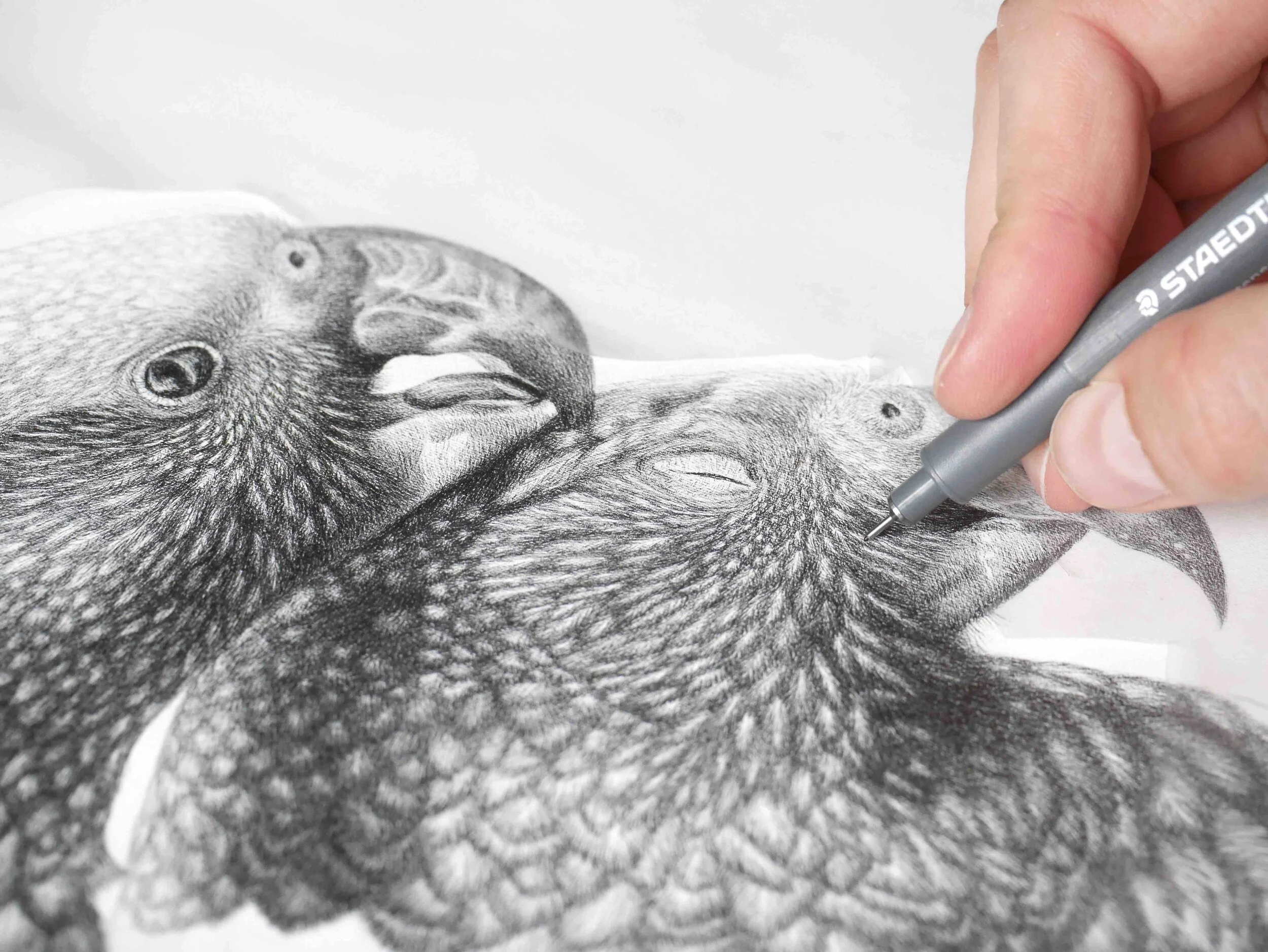 Close up drawing Kaka.jpg