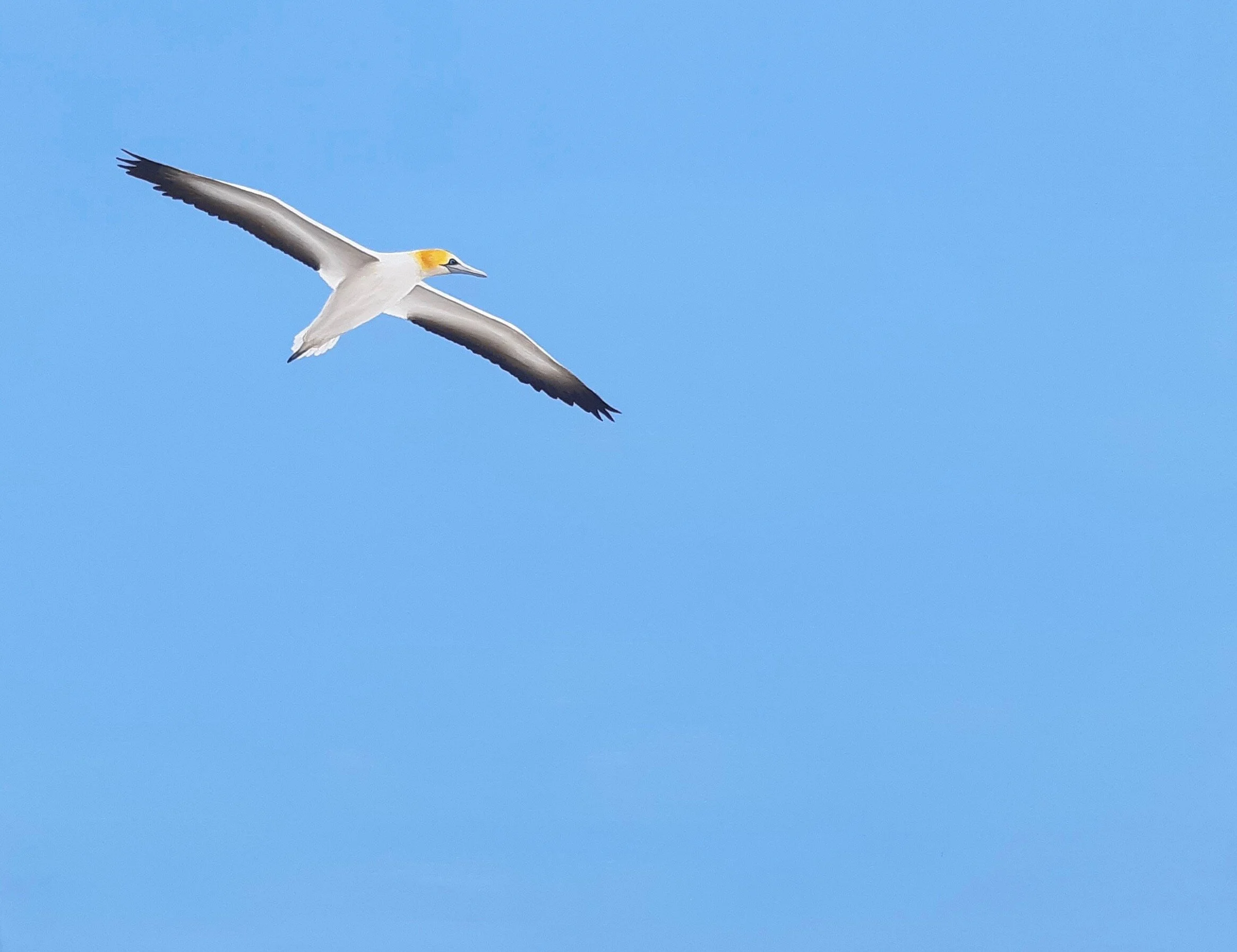 Soar- gannet.jpeg