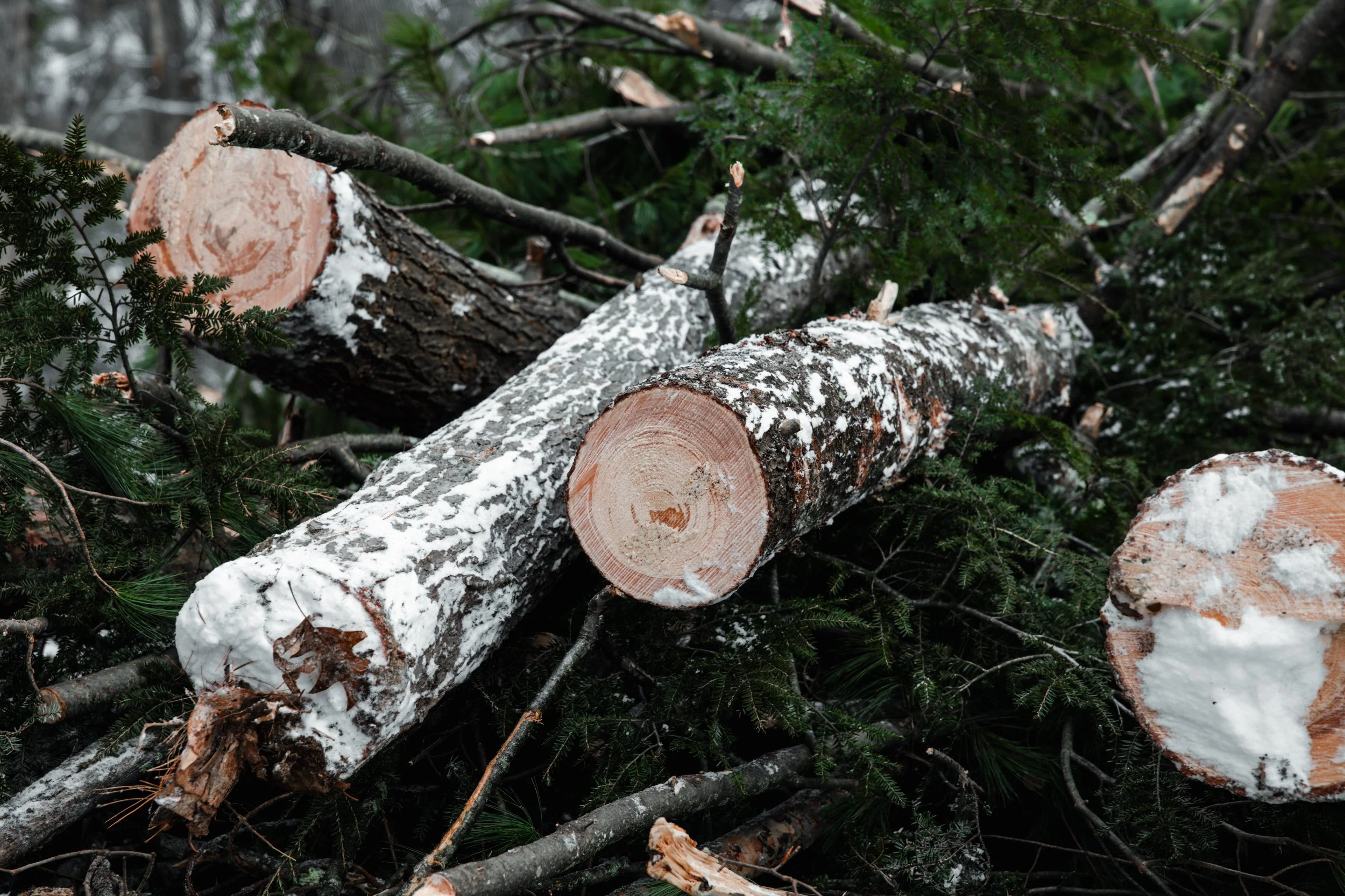 Arbor Works 2025-16.jpg