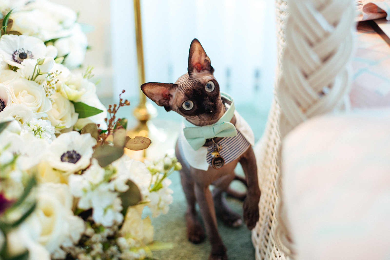 Hairless cat with bowtie Annapolis MD Shawnee Custalow Queer Wedding Photographer