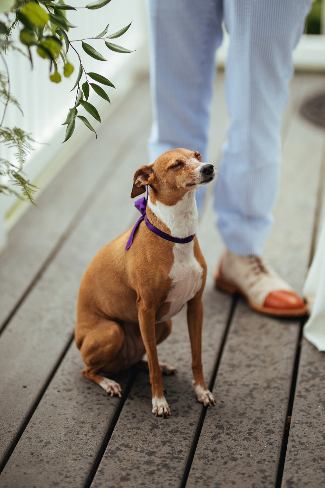 Pet dog with purple ribbon in Annapolis MD Shawnee Custalow Queer Wedding Photography