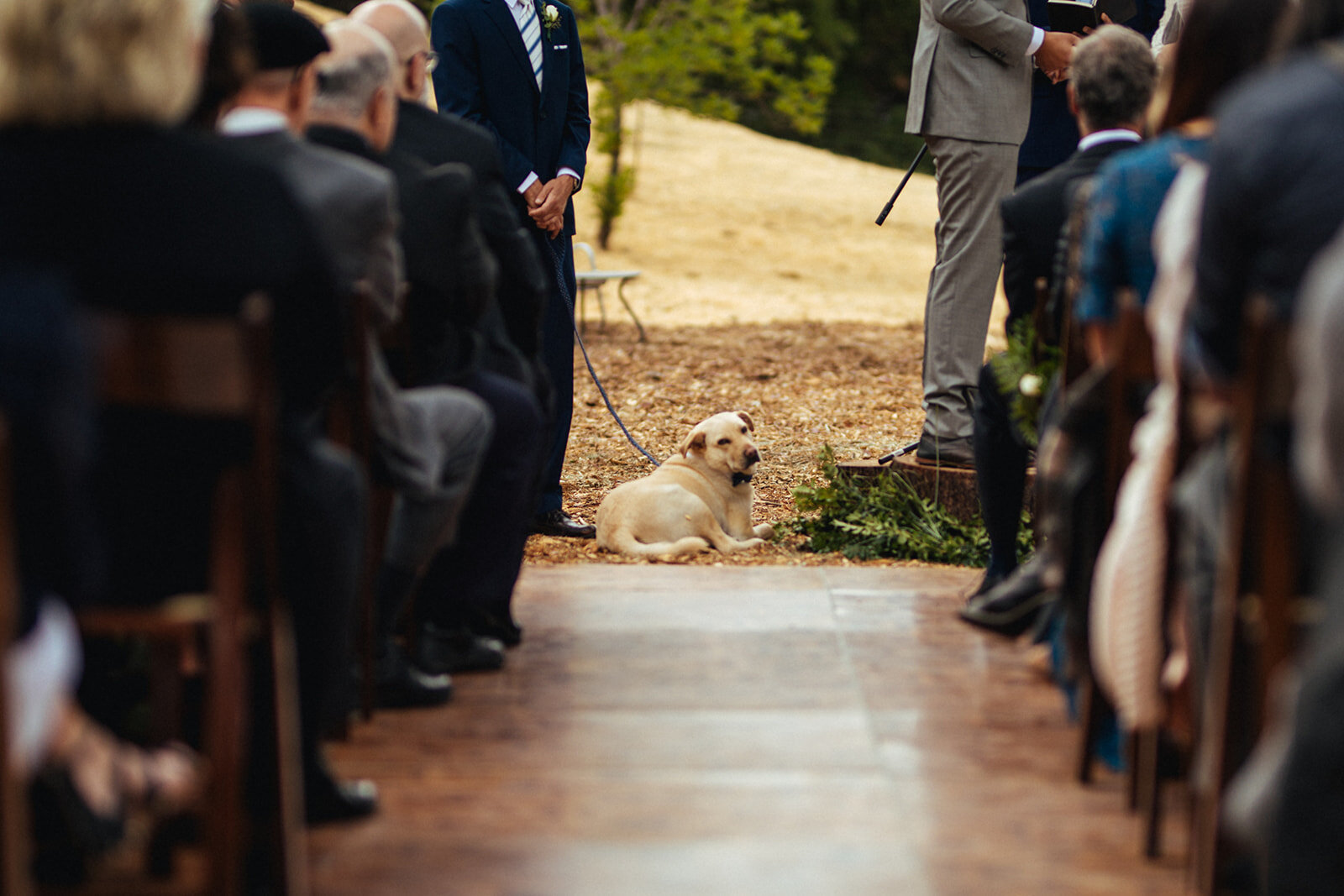 Pet dog laying down during wedding ceremony outside in LA Shawnee Custalow Photography