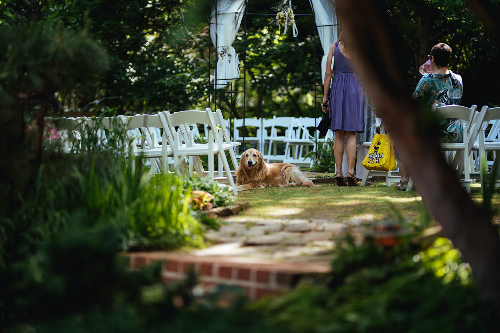 Golden retriever in a yard set up for a wedding in ATL Shawnee Custalow Queer Wedding Photographer
