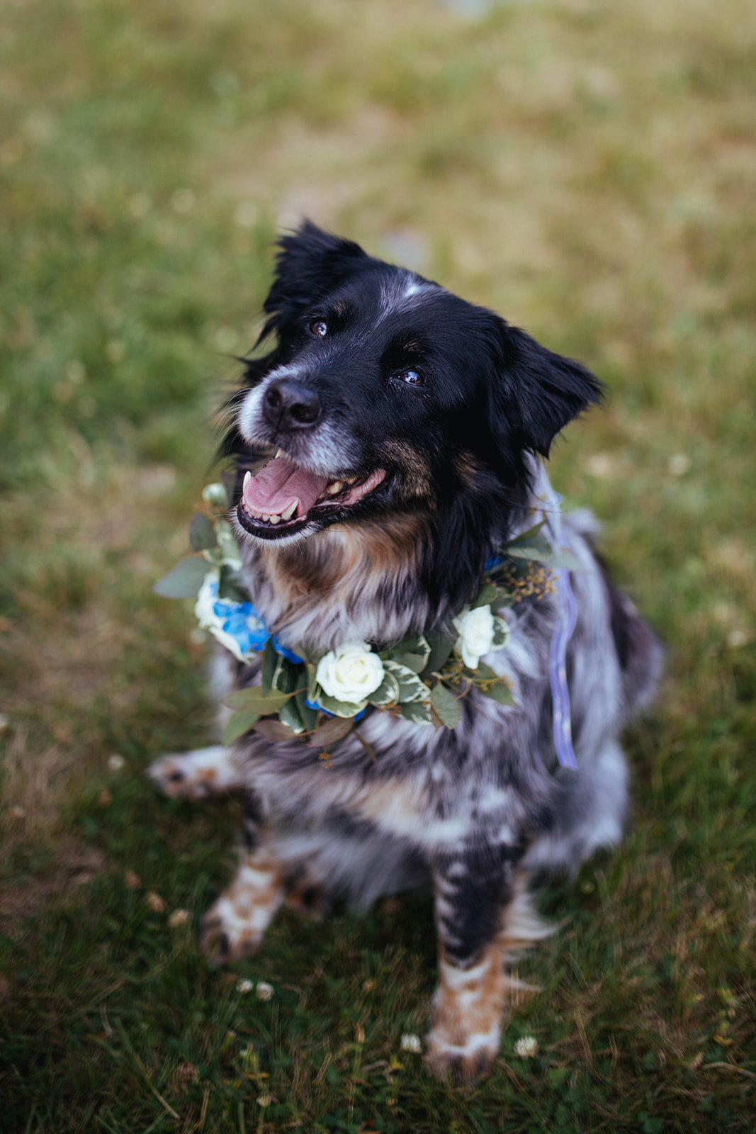 Collie dog with floral garland on Peaks Island Portland ME Shawnee Custalow Queer wedding photography