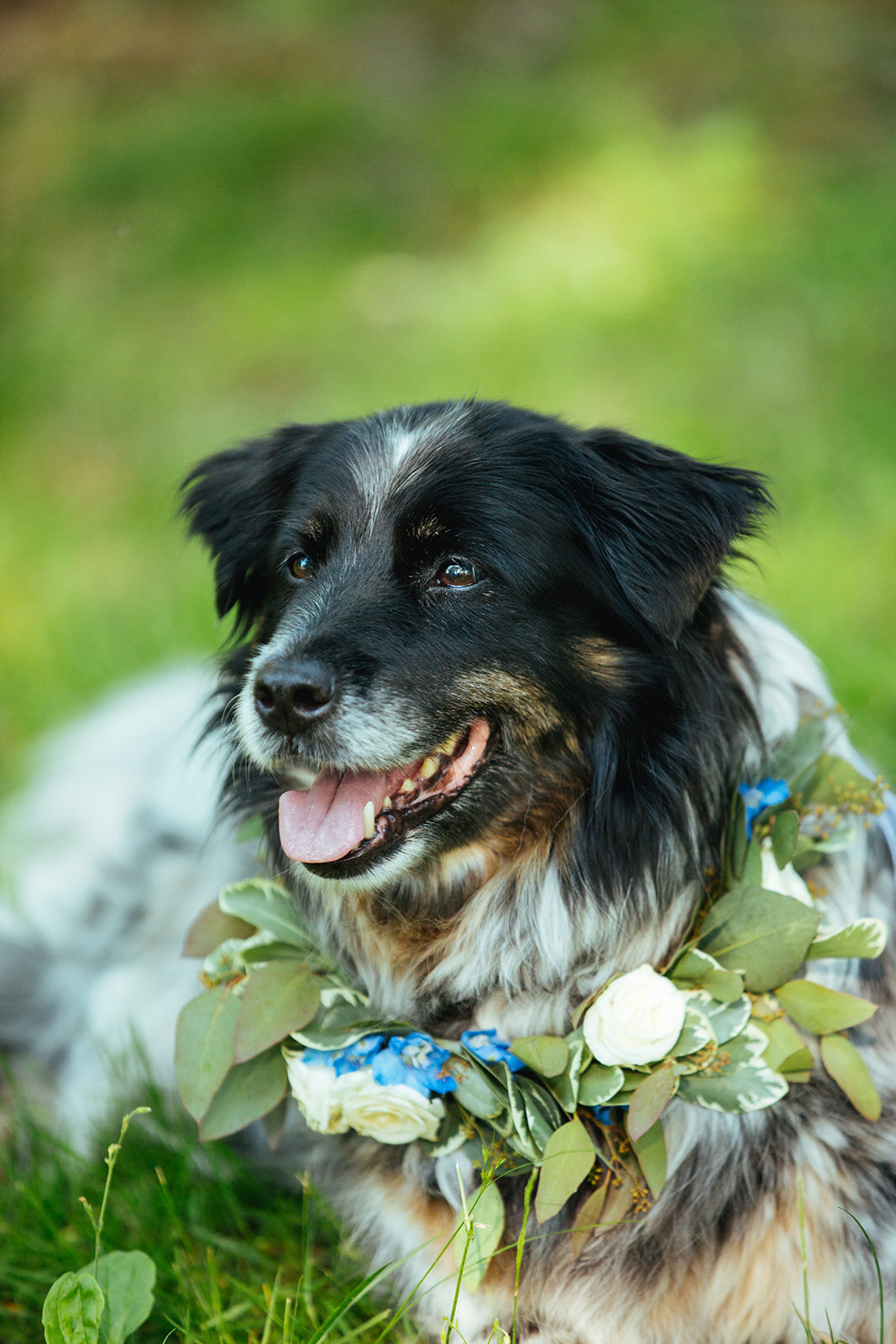 Collie dog with floral garland on Peaks Island Portland ME Shawnee Custalow Queer wedding photography