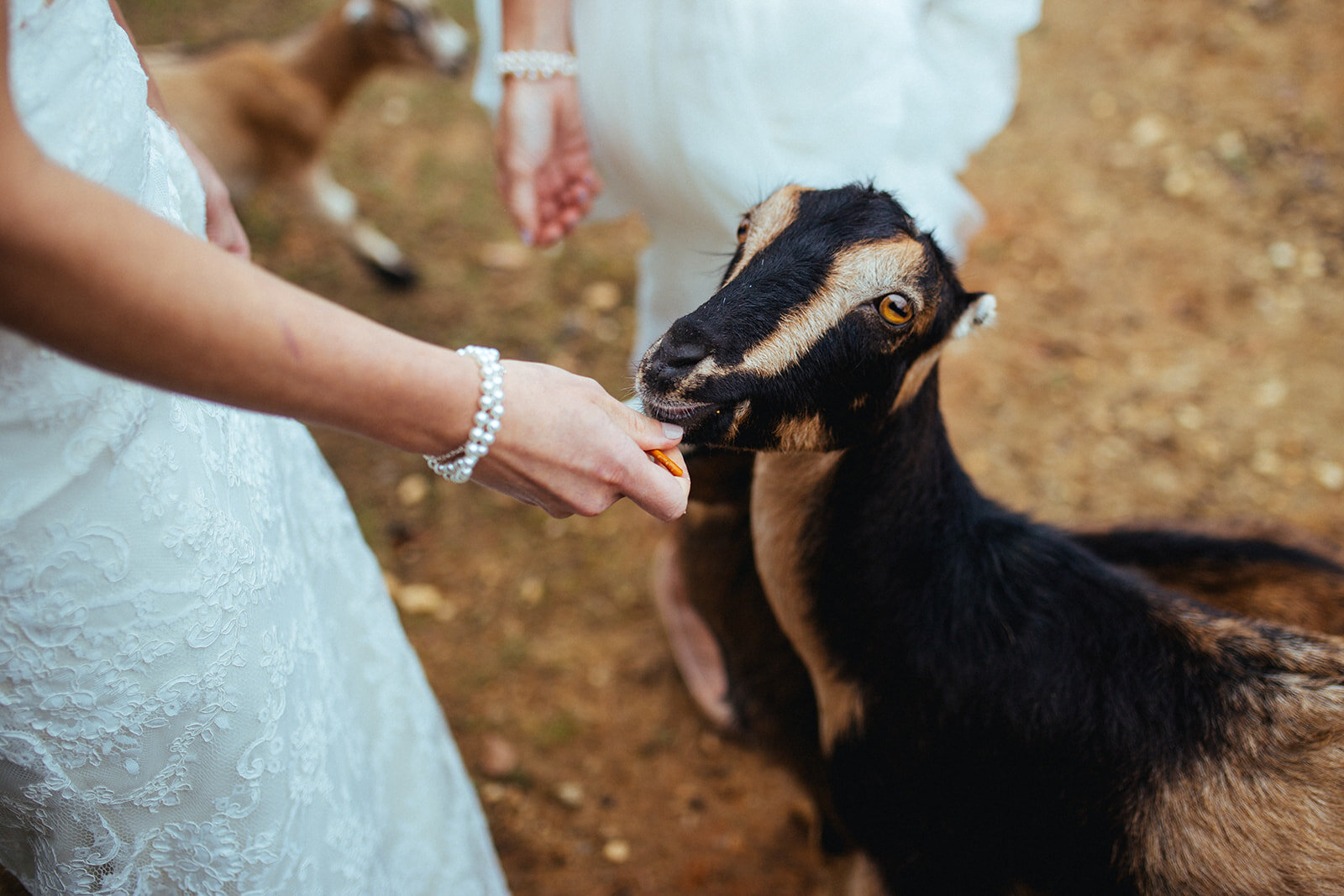 Brides with a goat in central VA Shawnee Custalow wedding photography