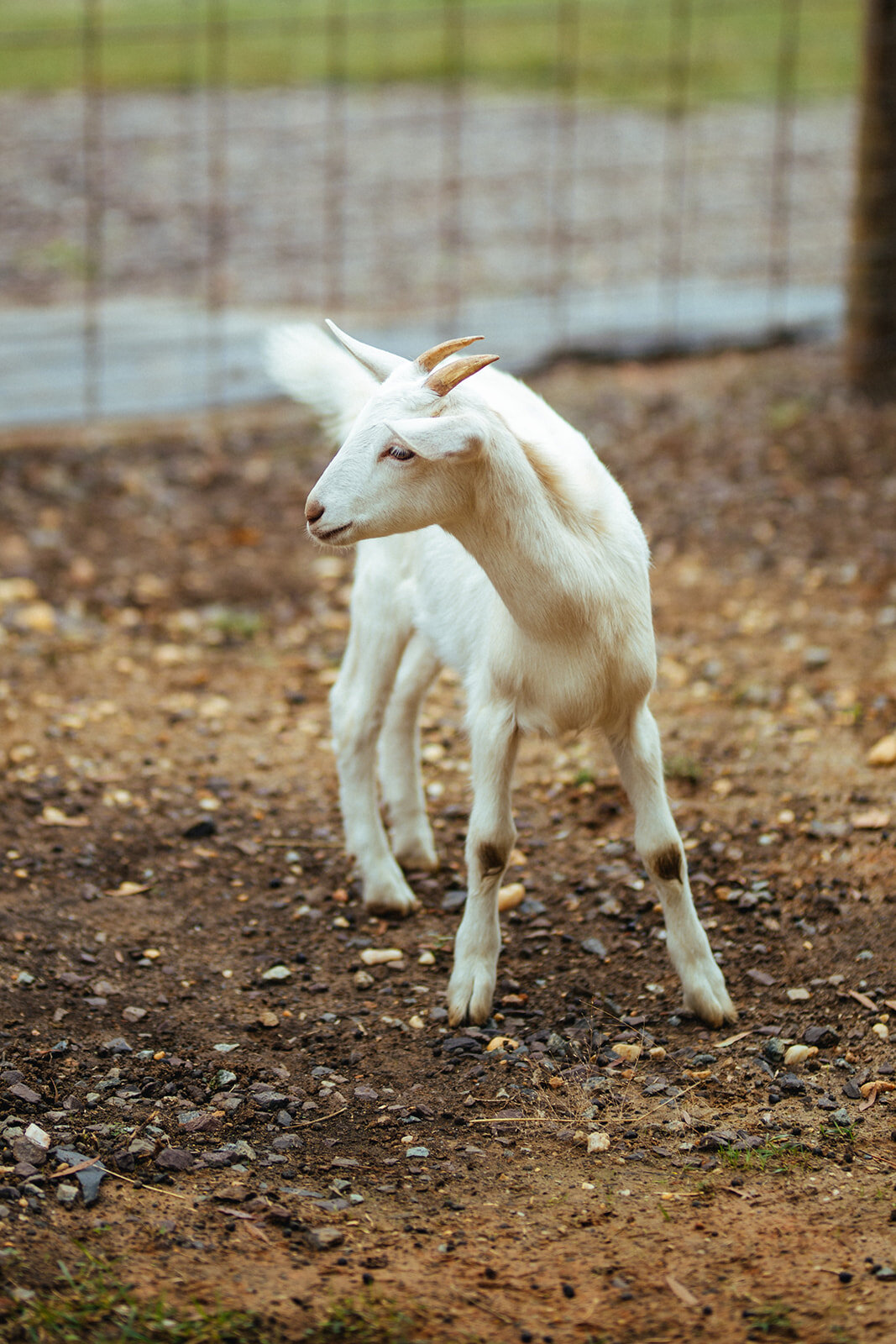 Goat in central VA Shawnee Custalow queer wedding photographer