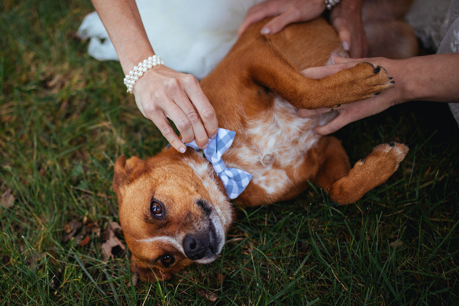 Bride with a dog in Charlottesville VA Shawnee Custalow photography