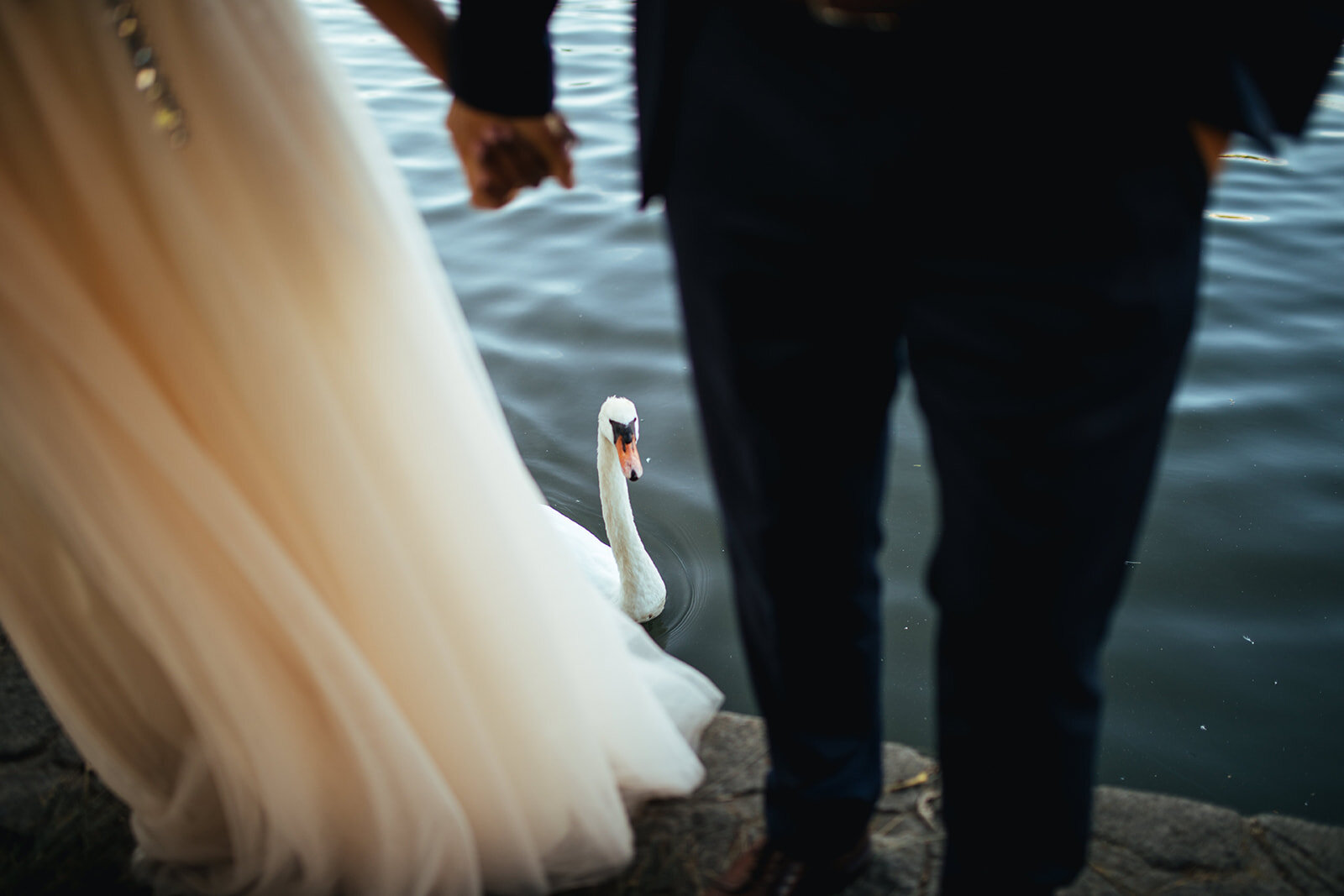 Swan between newlyweds in San Francisco Shawnee Custalow photography