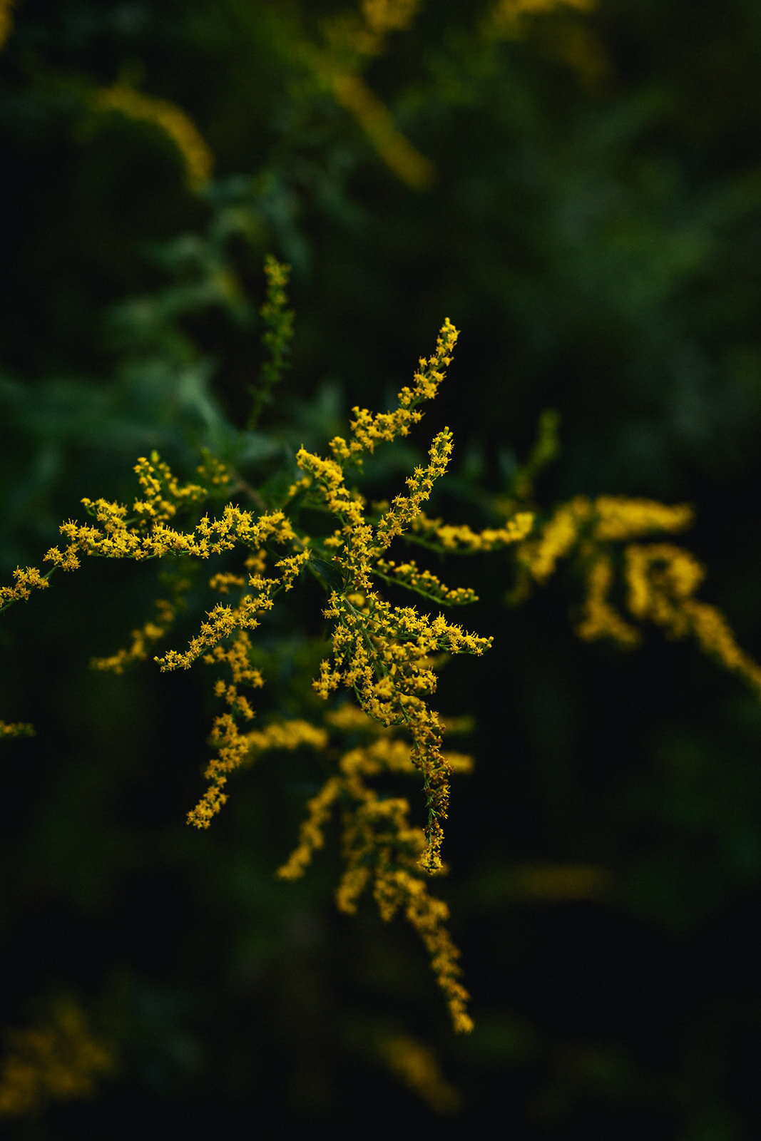 Yellow flowers in Cape Cod Shawnee Custalow wedding photographer