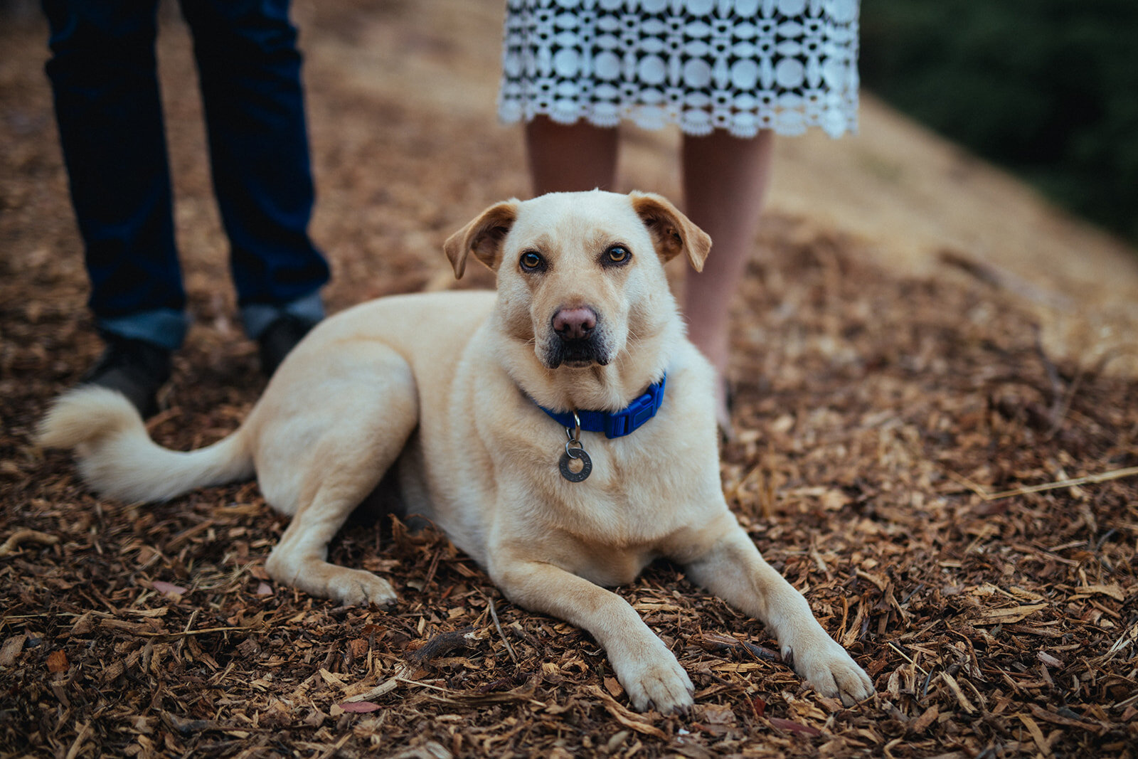 Pet dog in Studio City LA Shawnee Custalow engagement photographer