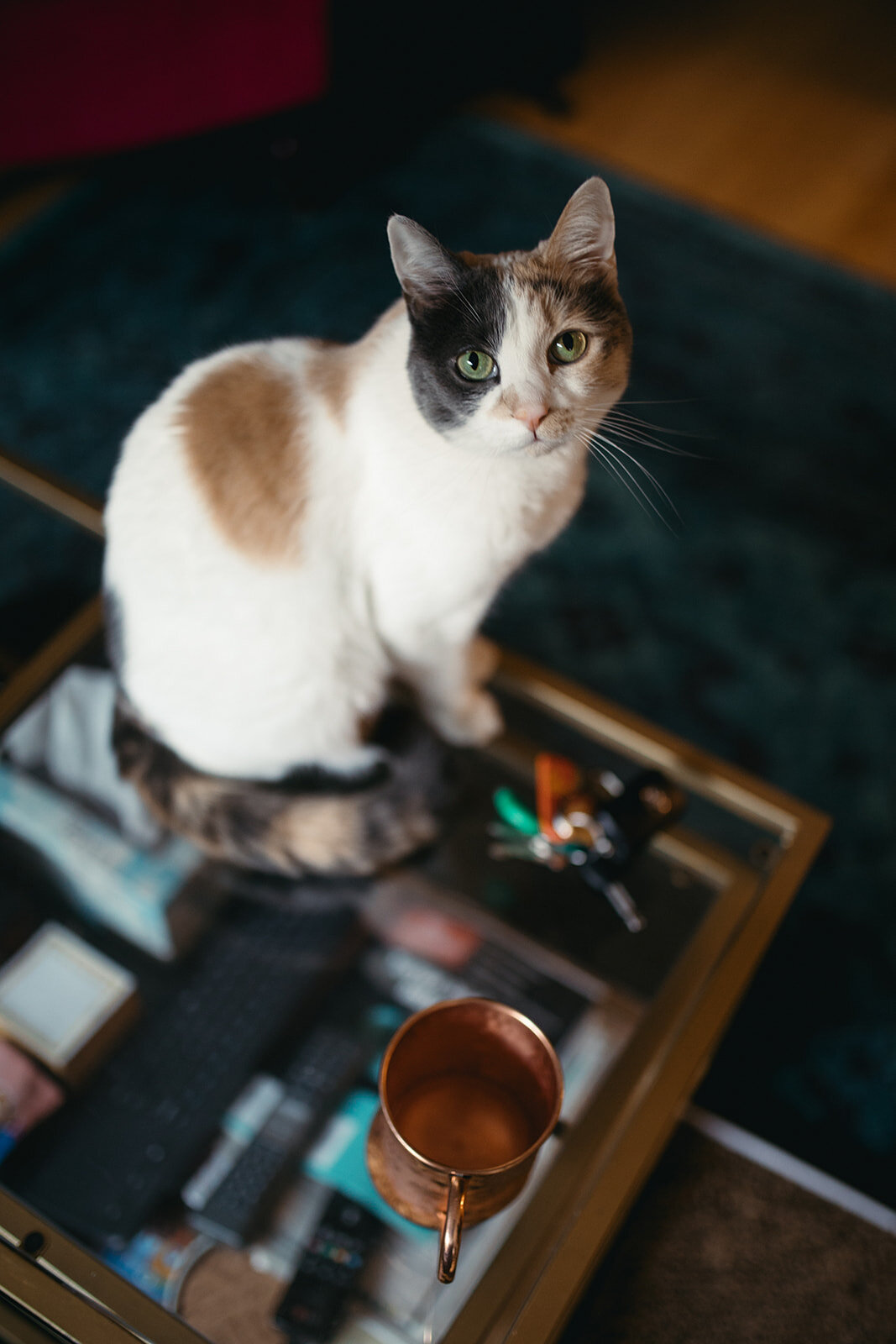 Pet cat in DC home Shawnee Custalow engagement photographer
