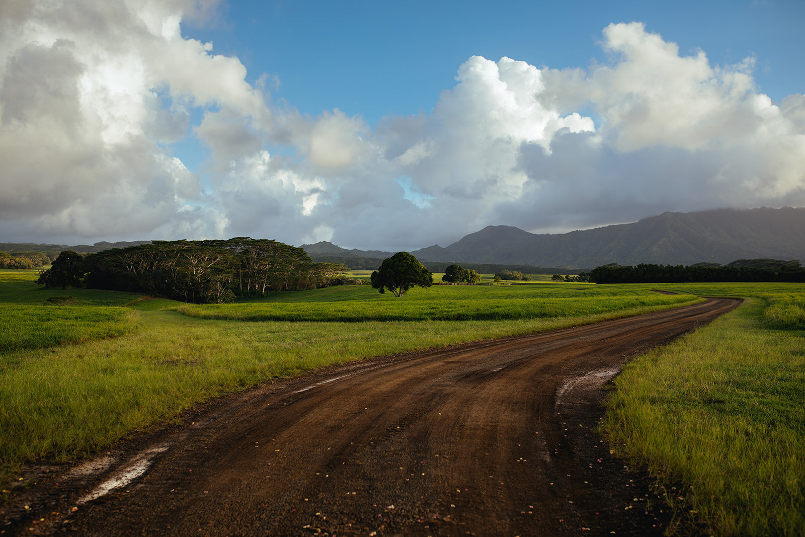 Dirt road through Kauai Hawaii Shawnee Custalow queer wedding photographer