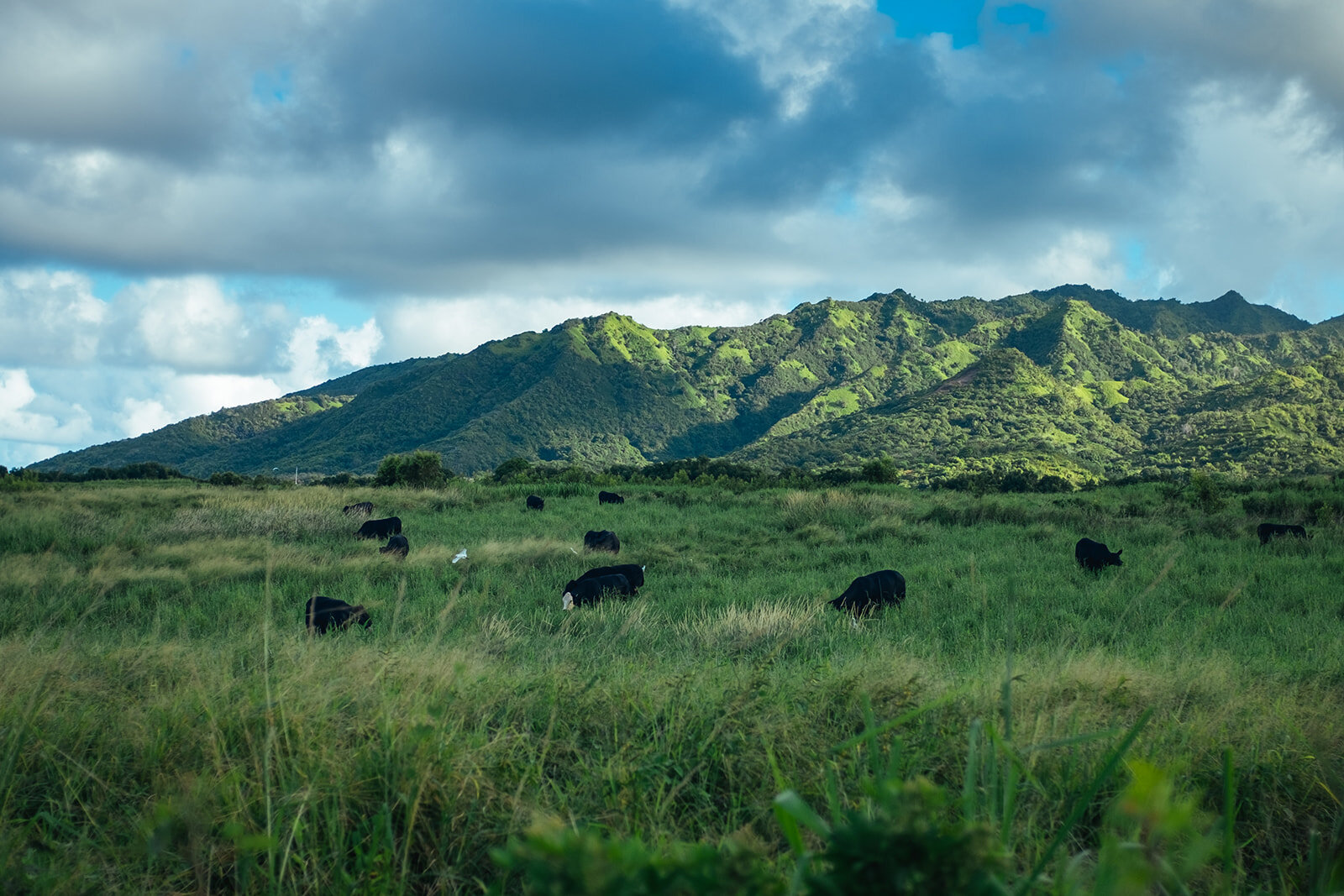 Animals grazing in a field in Kauai Hawaii Shawnee Custalow wedding photography