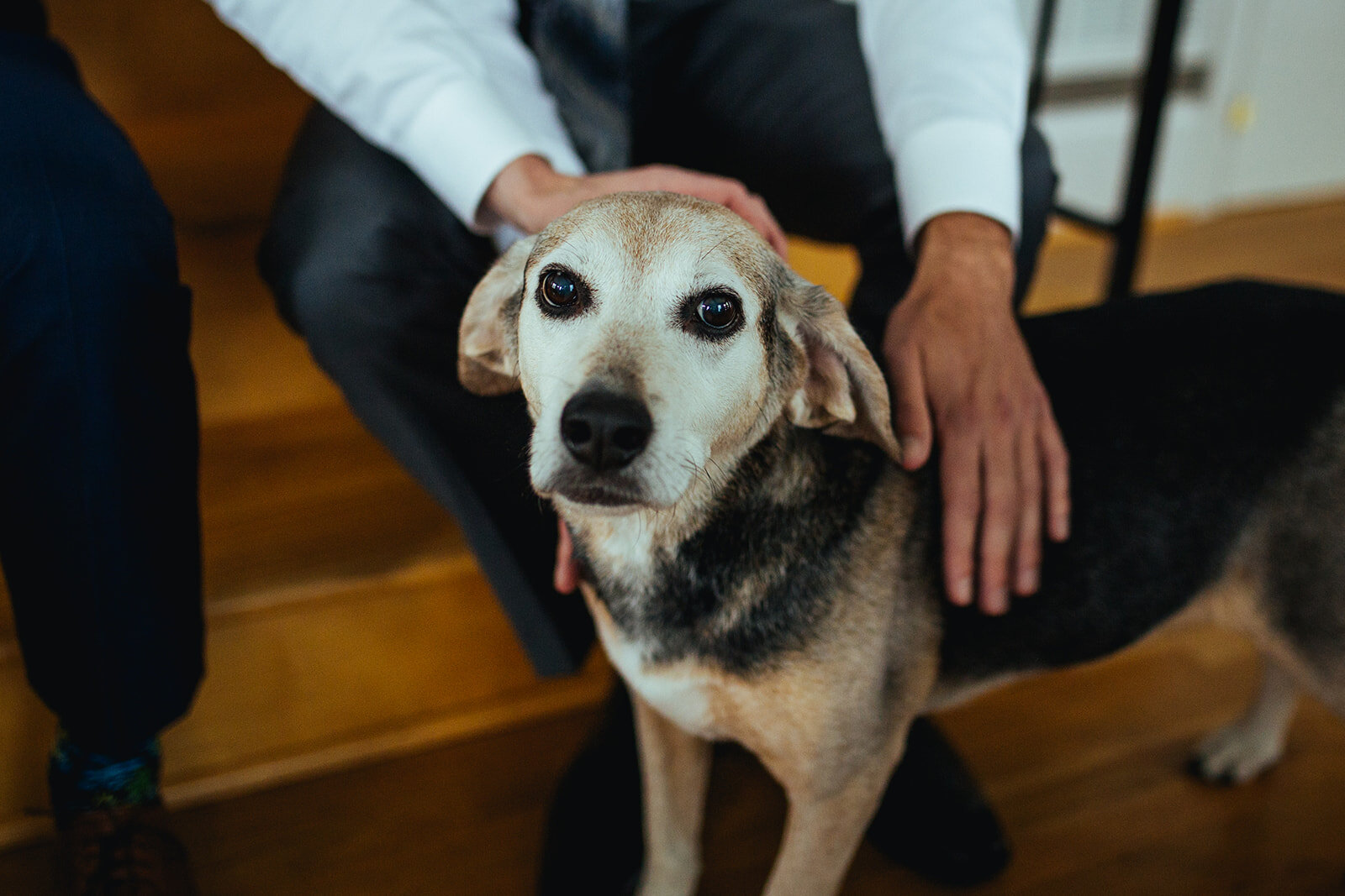 Pet dog in Richmond VA home Shawnee Custalow queer wedding photographer