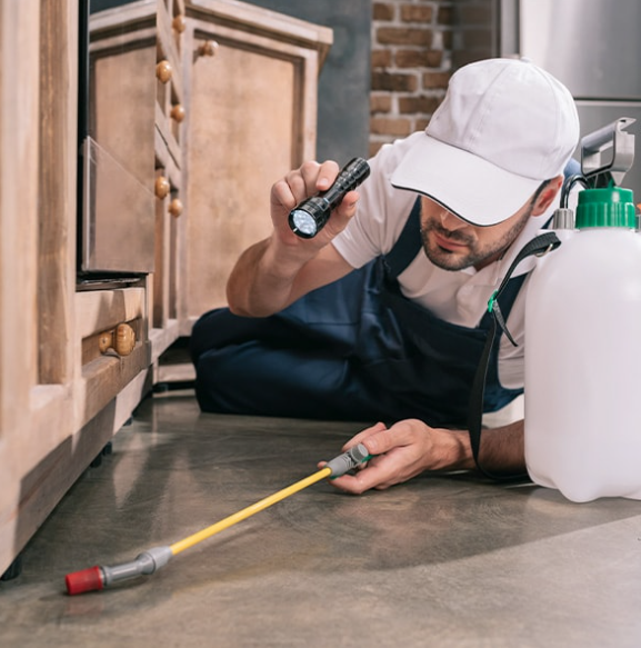 Environmental Health Update: Pest Control – why it matters