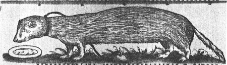 A medieval ferret.